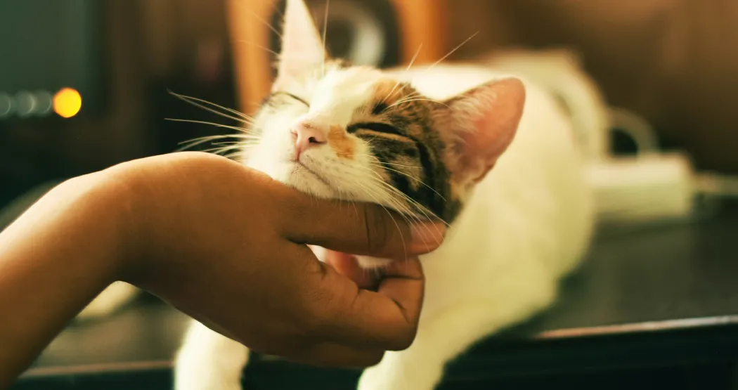 Why Your Cat Responds to the 'Pspsps' Sound