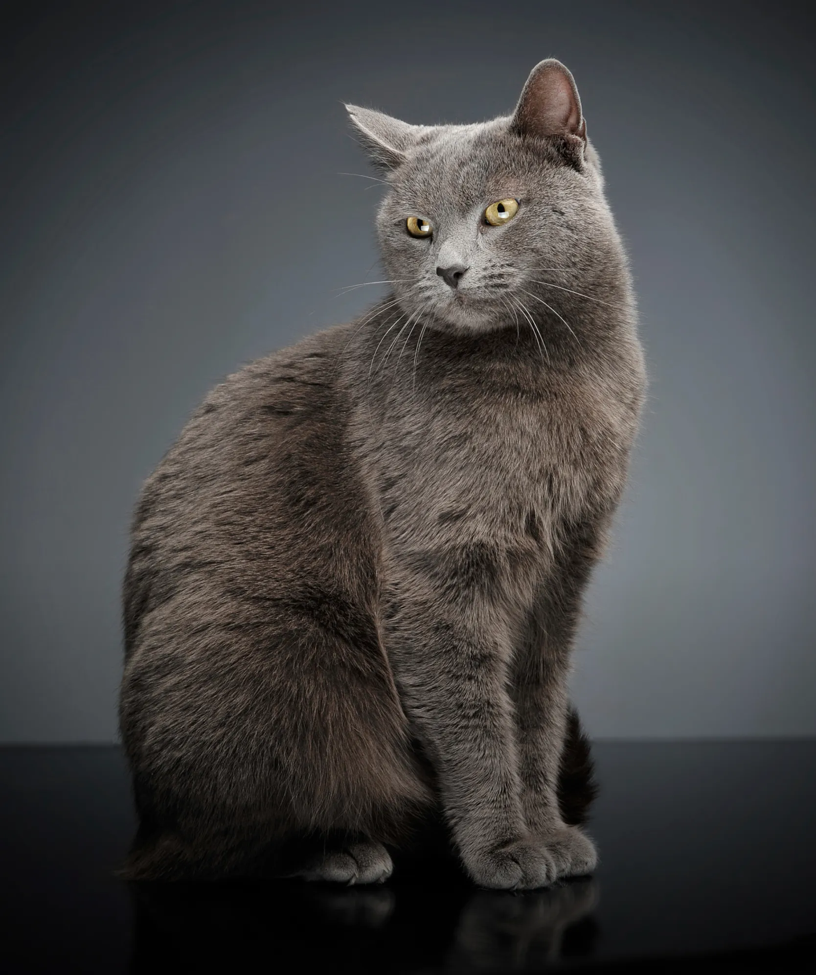 British Shorthair