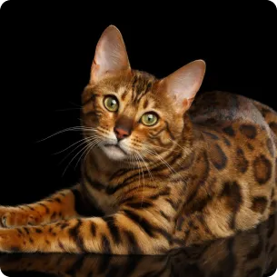 Bengal Cat