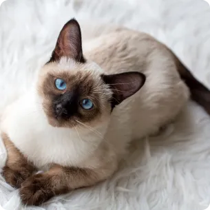 Siamese Cat