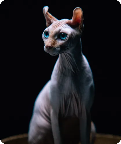 Sphynx Cat