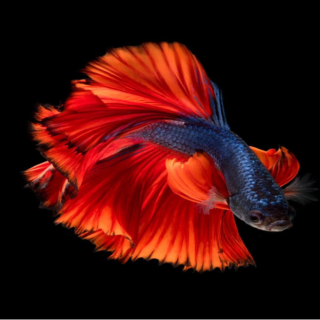 Betta Fish