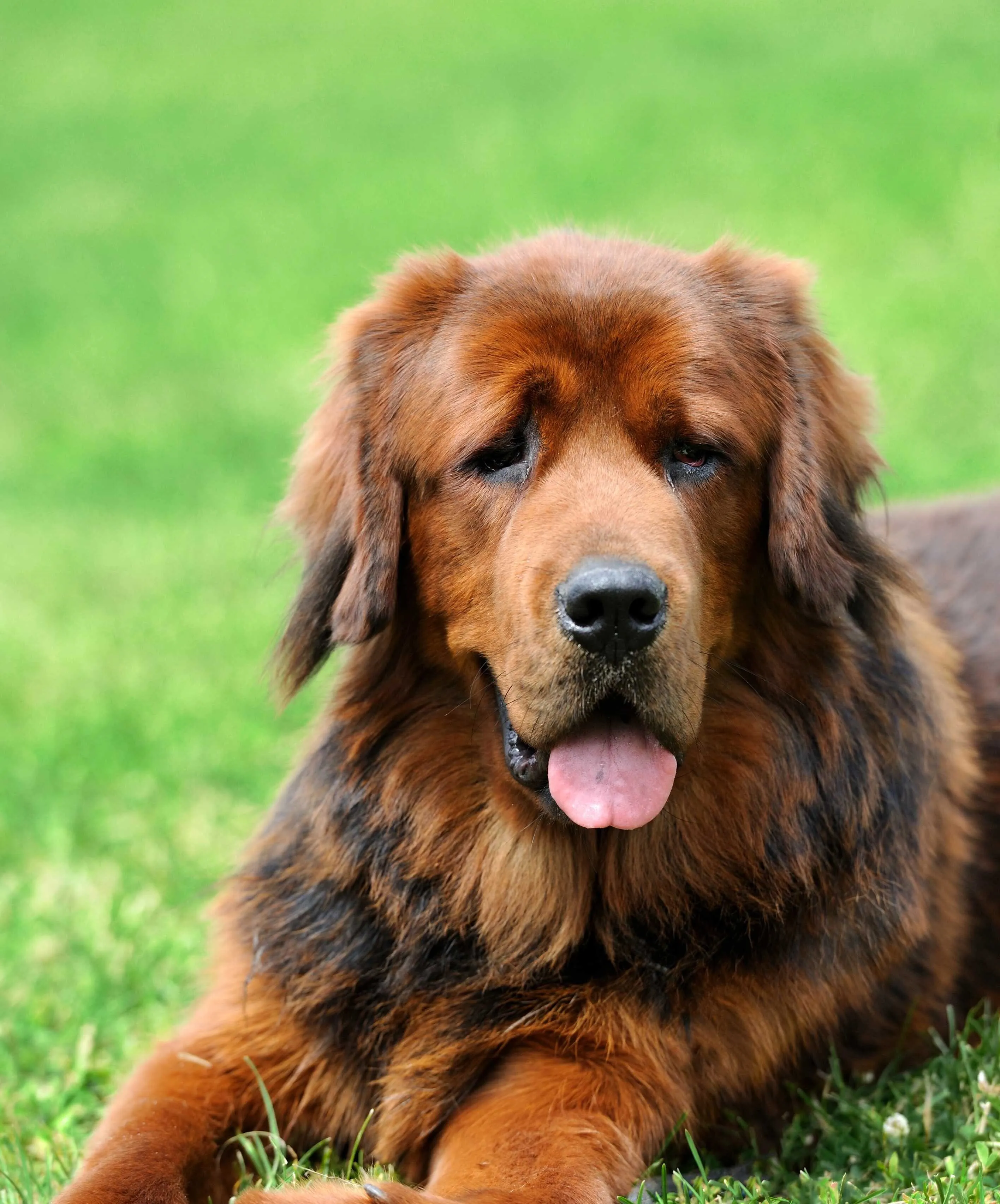 brown Tibetan Mastiff dog lies on green grass looking forward with tongue slightly out