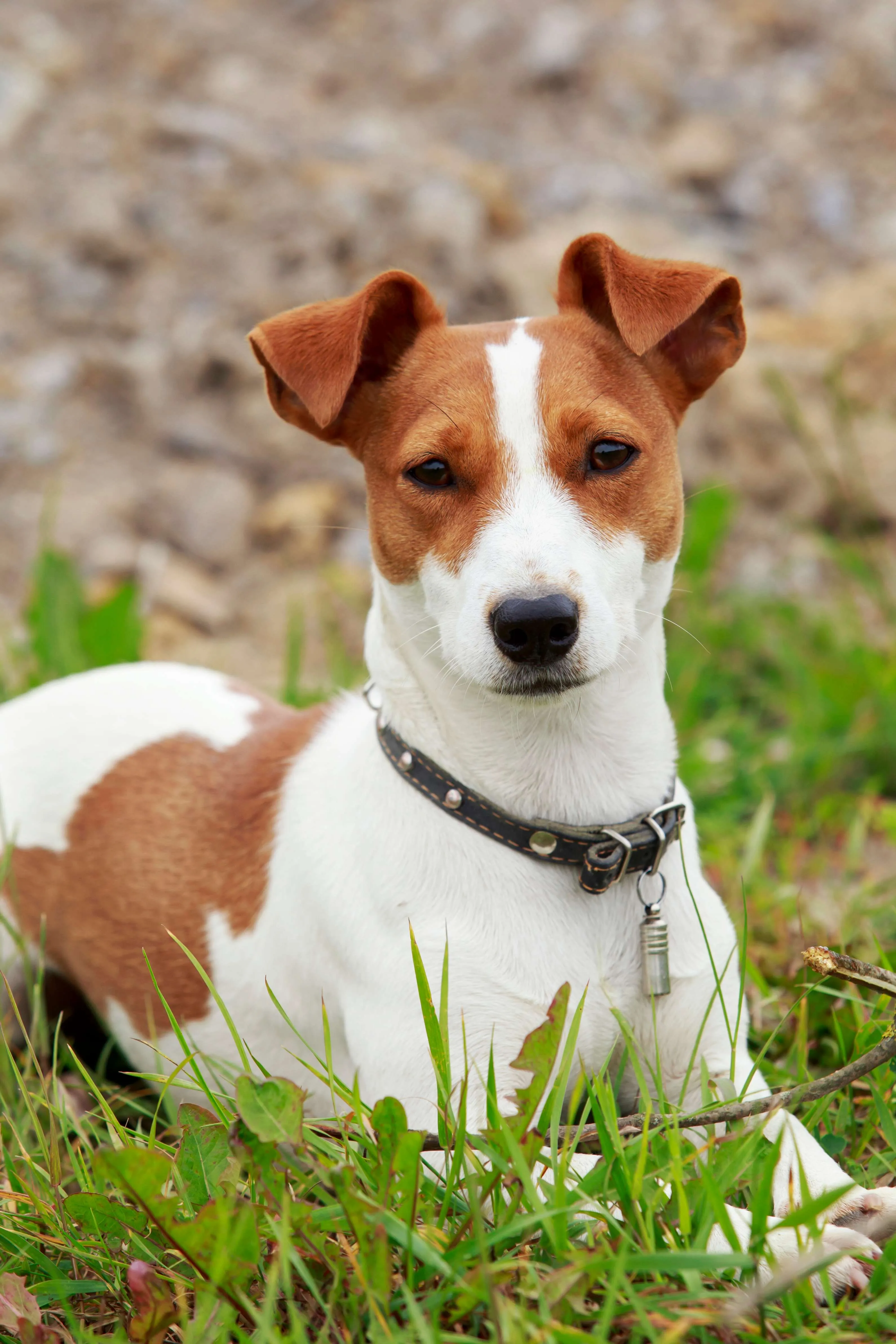 Brown white Jack Russell Terrier dog lies on grass looking forward wearing a black collar