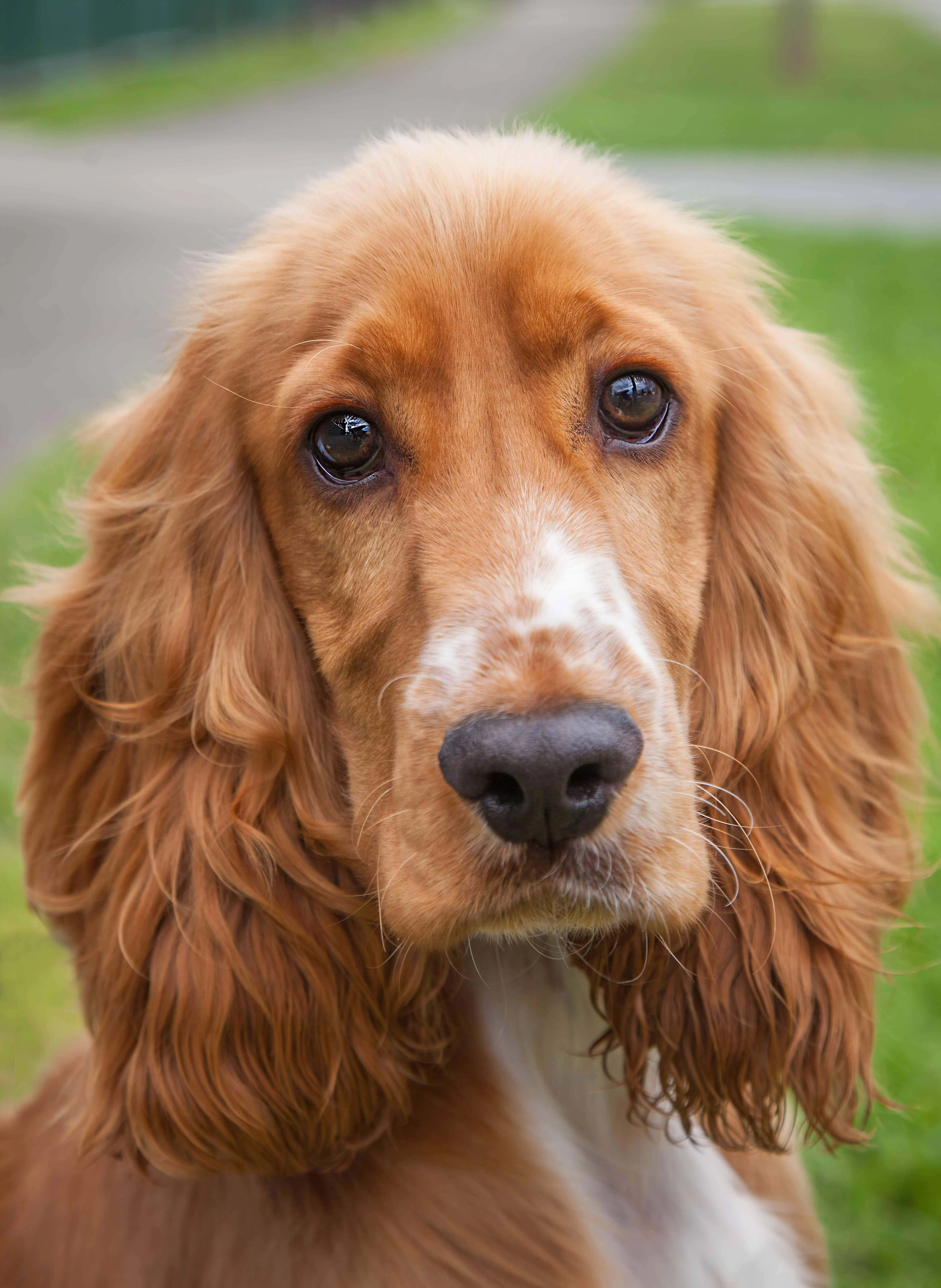 Brown and white Cocker Spaniel puppy headshot looking forward with long floppy ears