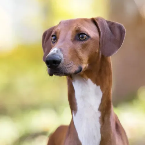 Tan Azawakh dog headshot with floppy ears and white chest markings
