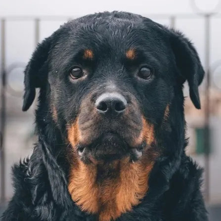 Black brown Rottweiler dog headshot looking forward with a serious expression