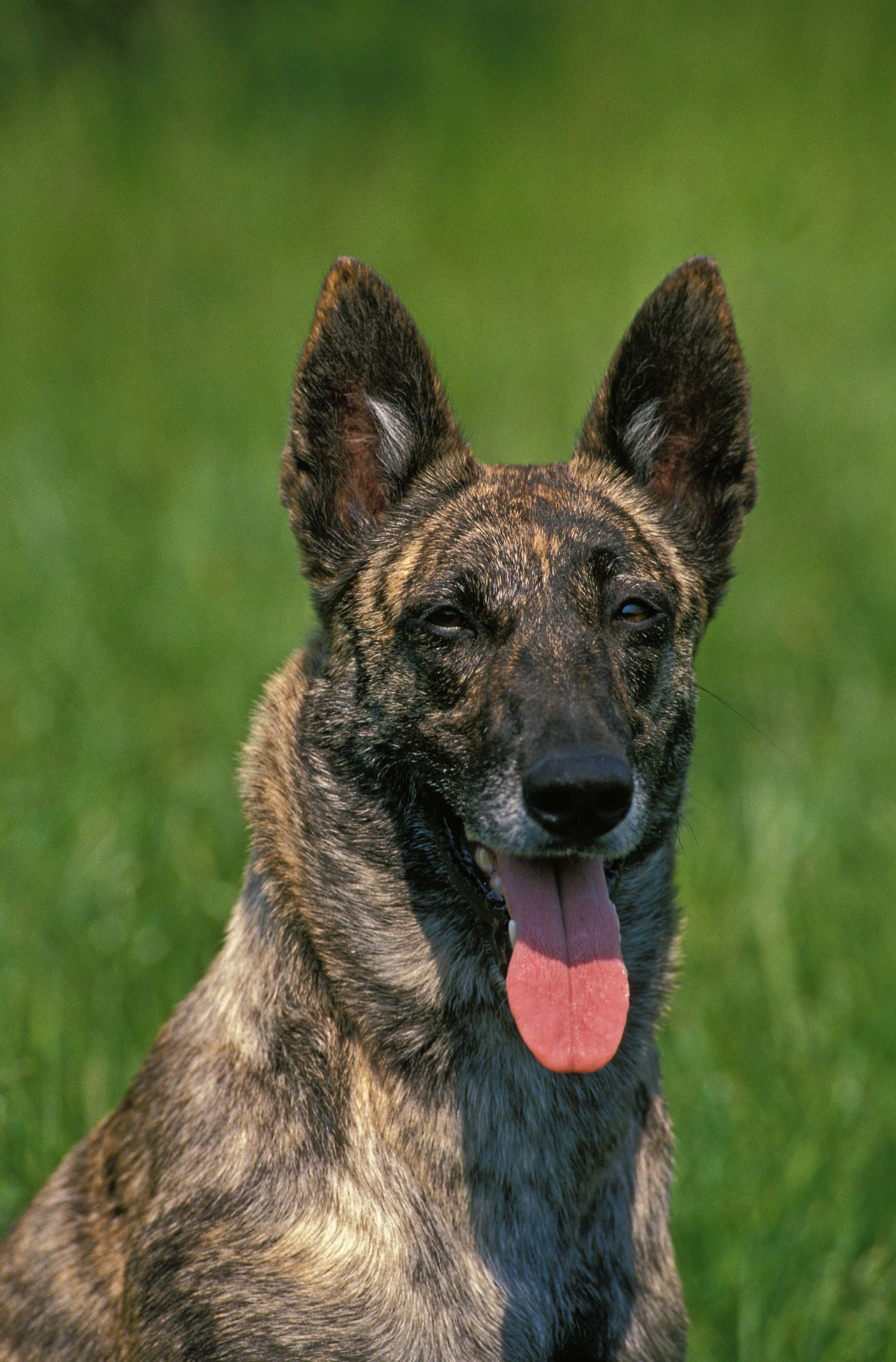 dutch shepherddog with pointed ears tongue out looks forward with Bushes Behind