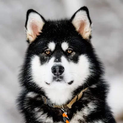 Close up of a black and white Alaskan Malamute with brown eyes looking forward