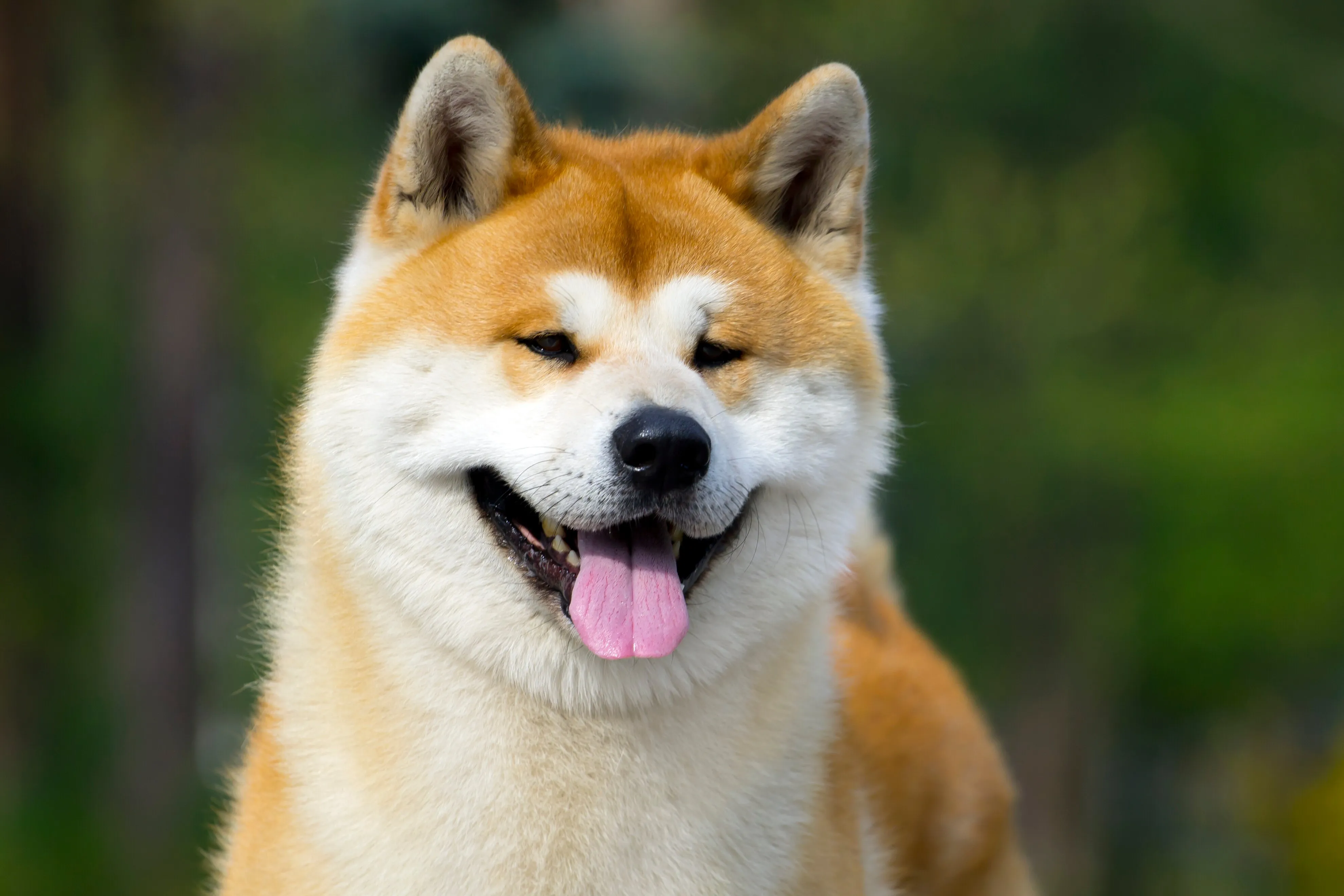 Akita dog headshot tongue out smiling face light brown and white blurred green background