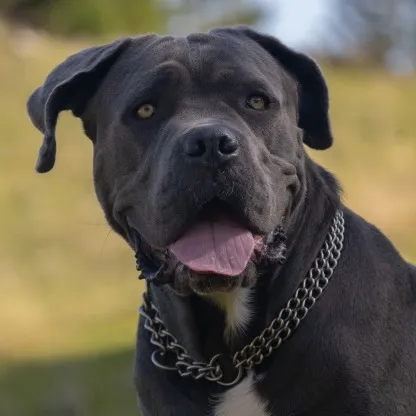 Large muscular dog with a short coat in black gray or brindle stands alert