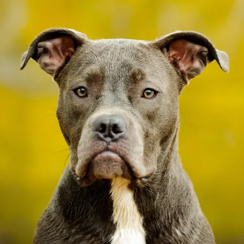 Gray American Pit Bull Terrier headshot with pointed ears and a white chest patch