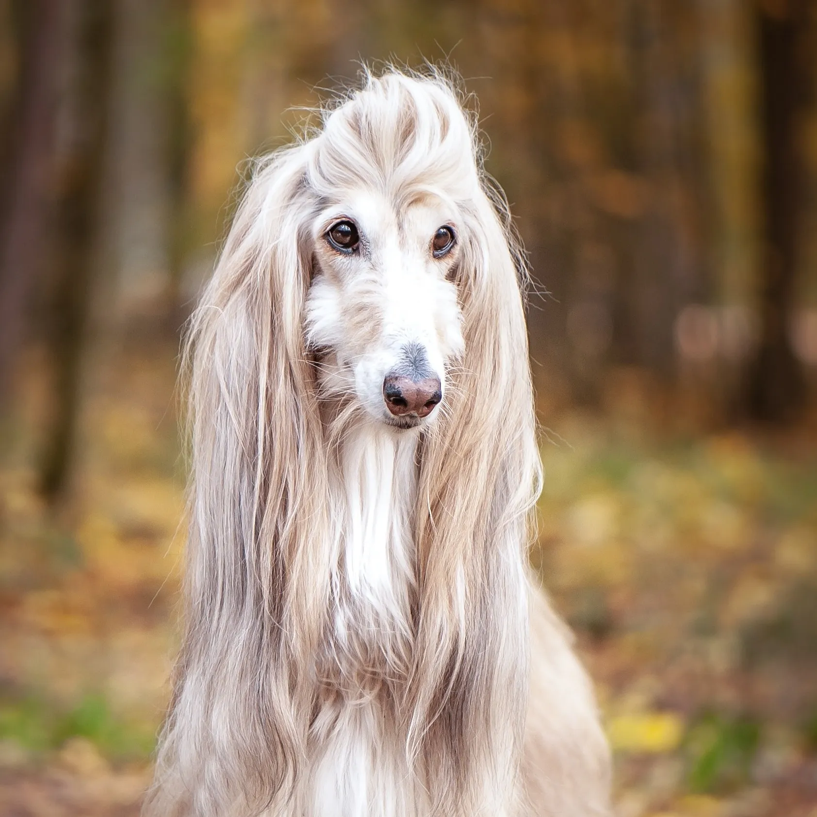 Light brown Afghan Hound stands in profile green grass black muzzle long silky fur