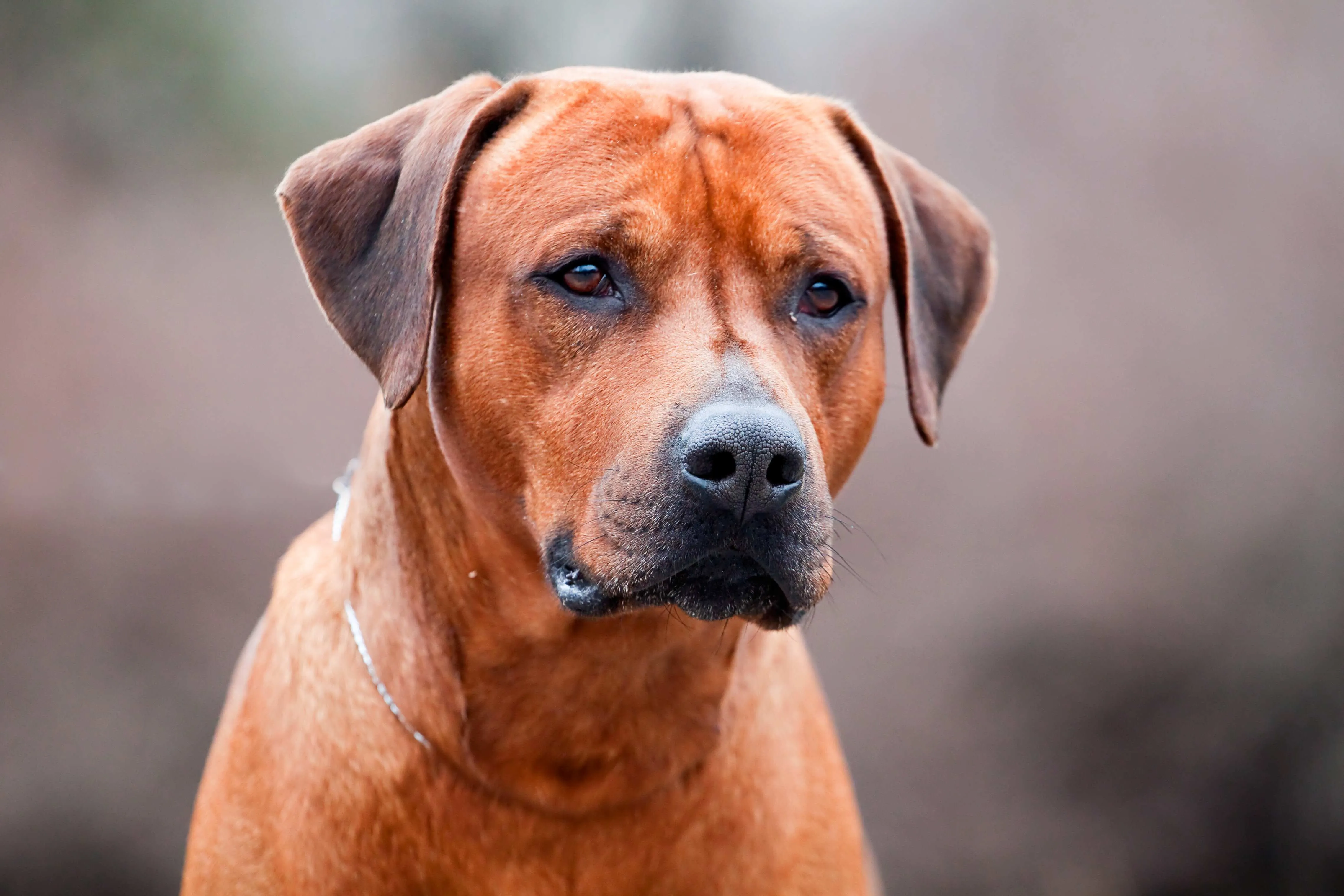 Closeup portrait of redbrown Rhodesian Ridgeback dog looking slightly to its left