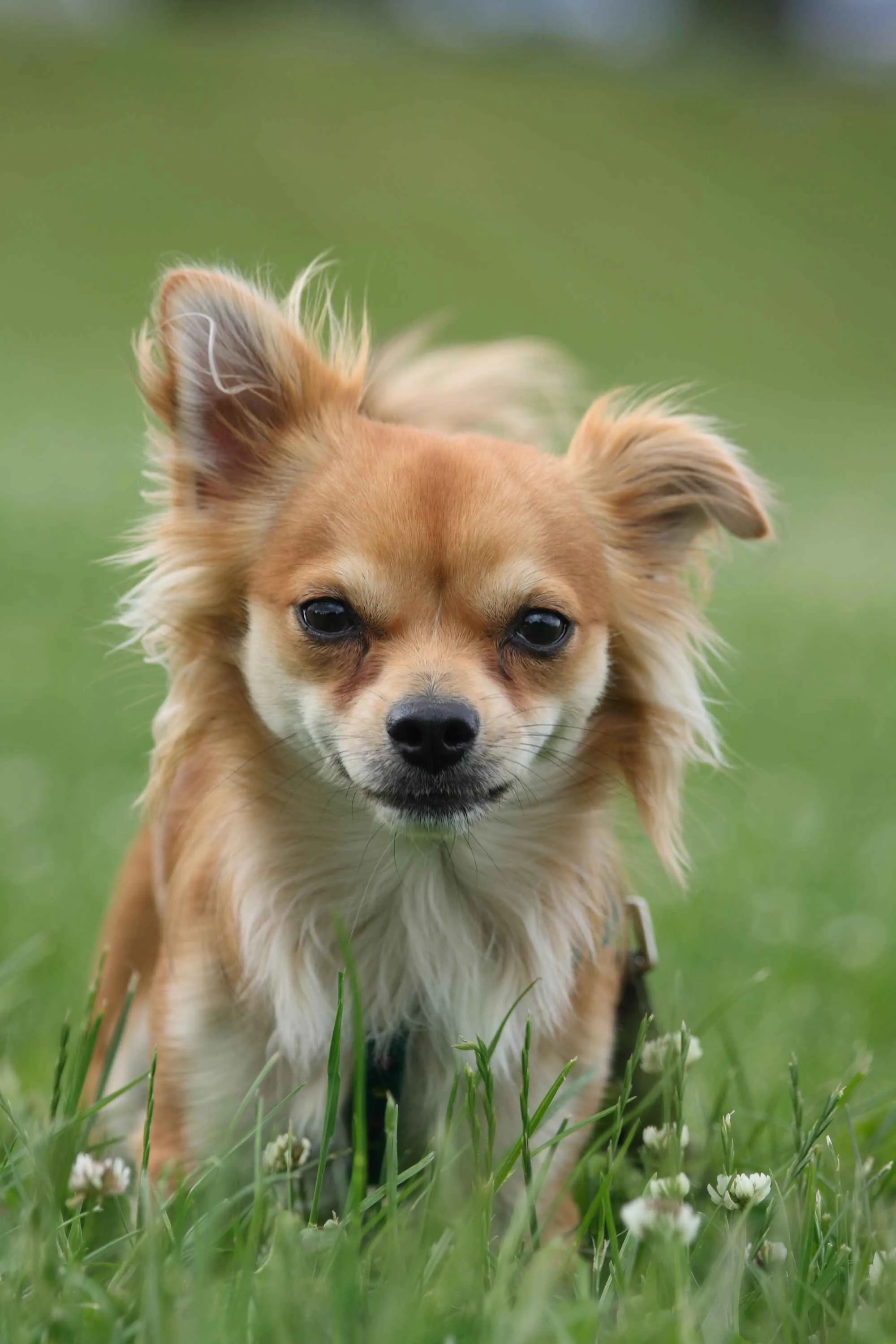 long haired Chihuahua dog sits in green grass looking forward with perky ears