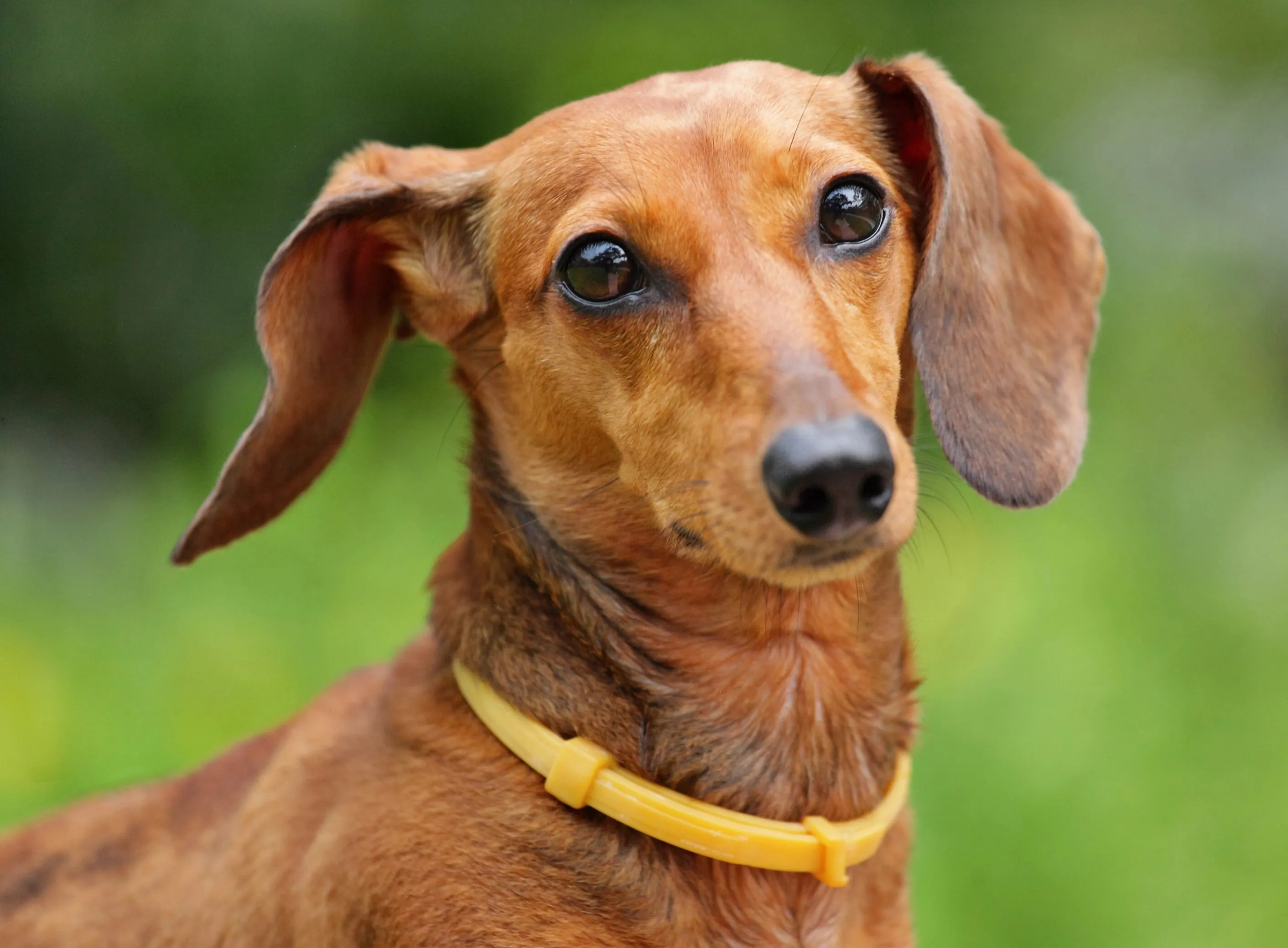 Brown Dachshund puppy headshot looking up with big eyes and a yellow collar
