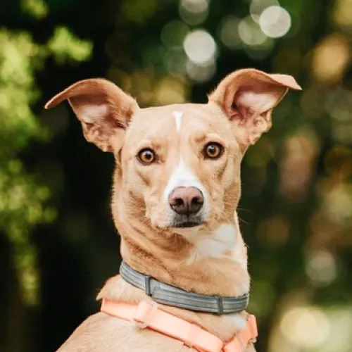 Light brown Basenji dog headshot looking up with large ears a white stripe on its forehead
