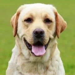 Labrador Retriever dog headshot looking forward with its tongue out and a green background