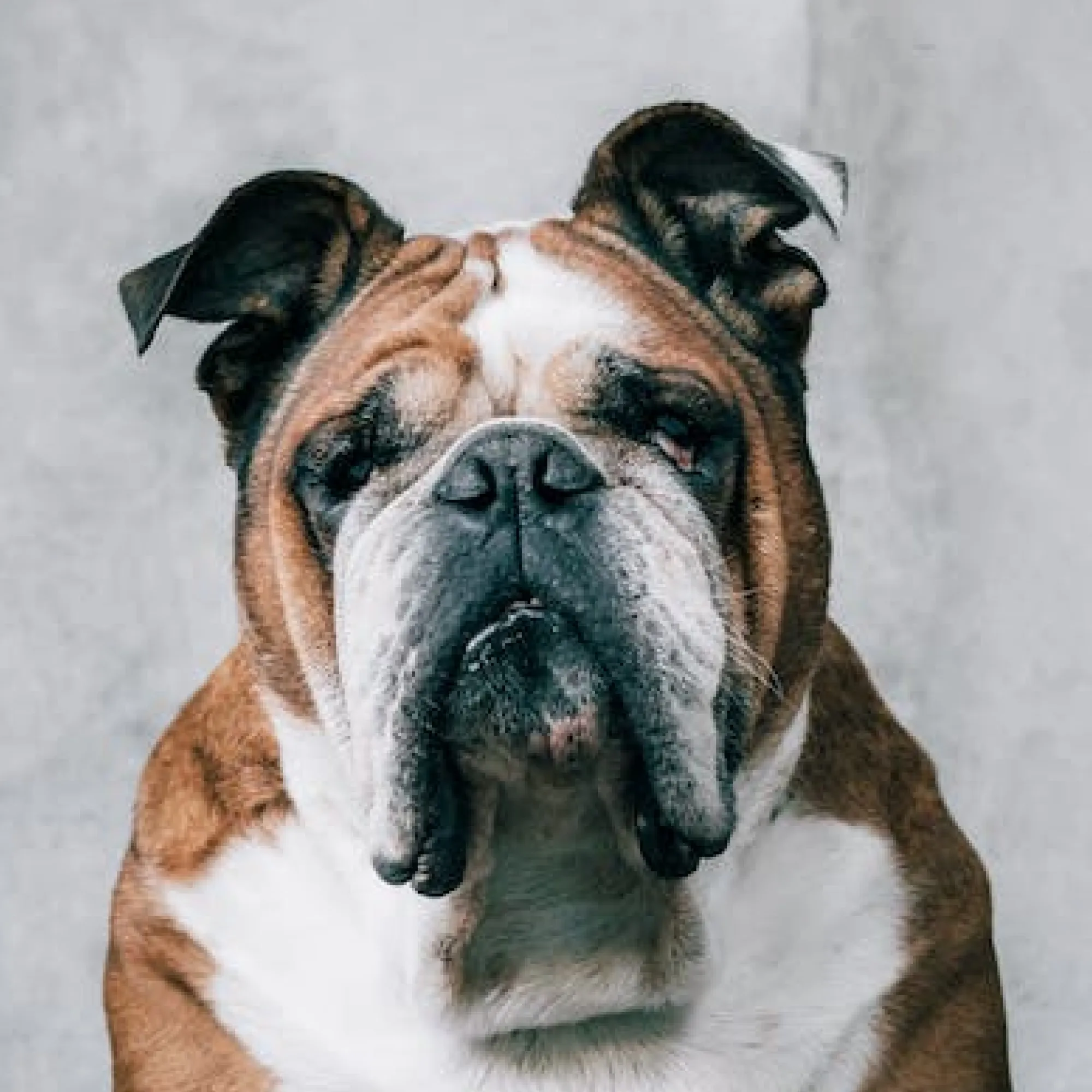 Brown white Bulldog dog headshot looking forward with droopy ears and a gray background