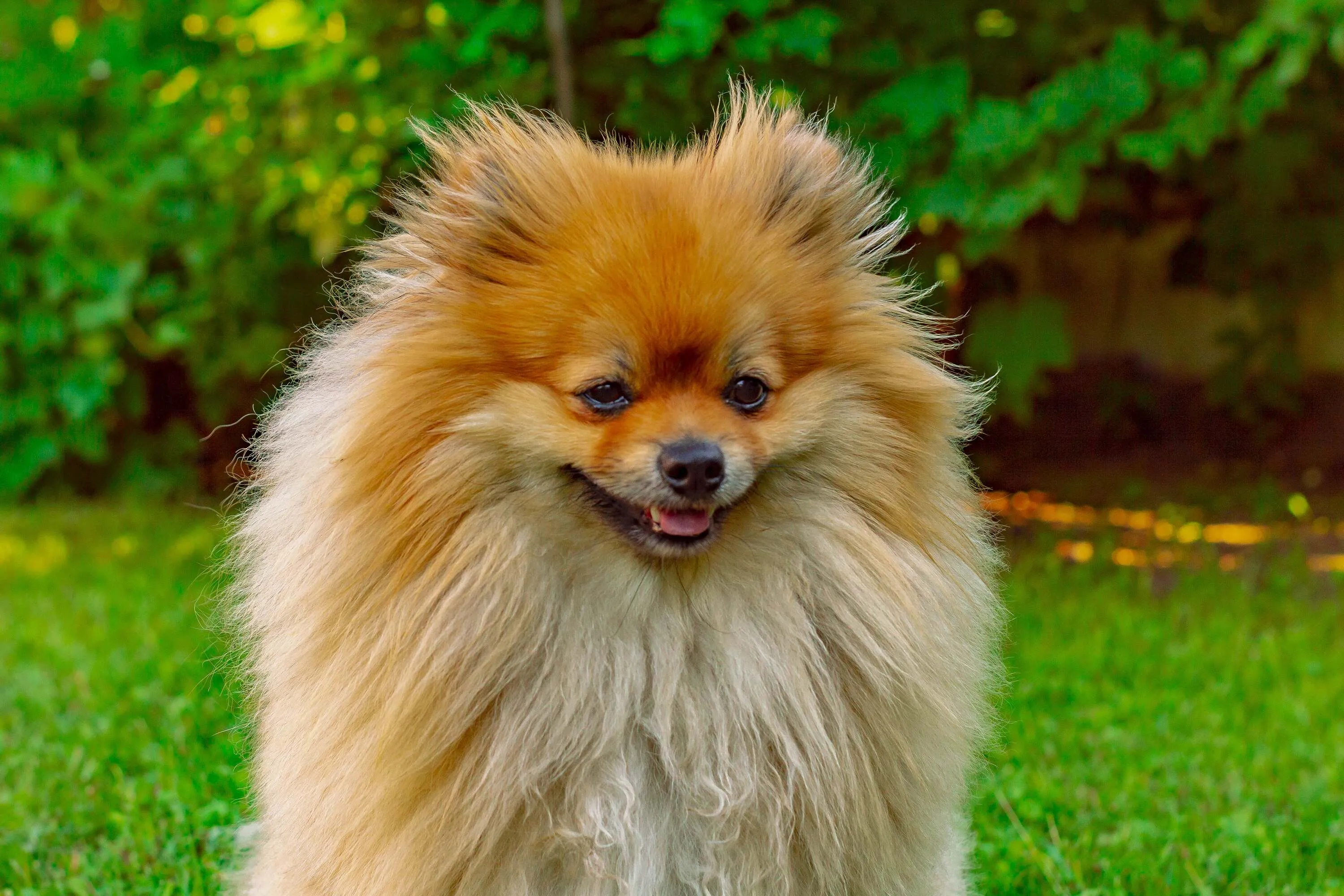 Fluffy brown Pomeranian dog head and shoulders looking forward with Bushes in background
