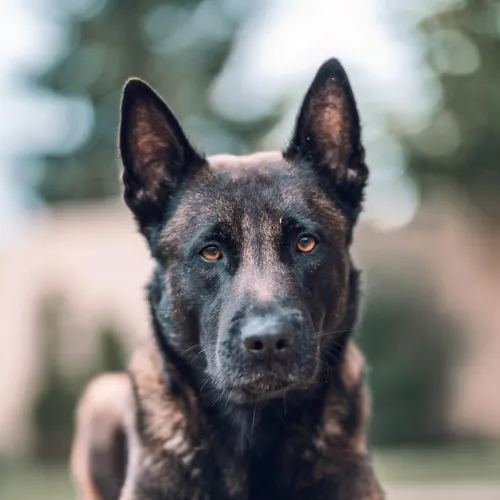 Dark Belgian Malinois dog headshot looking forward with pointed ears and light brown eyes