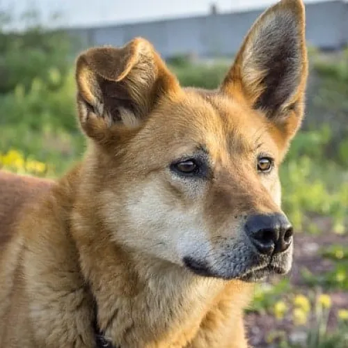Brown dog with one erect and one folded ear stands on concrete