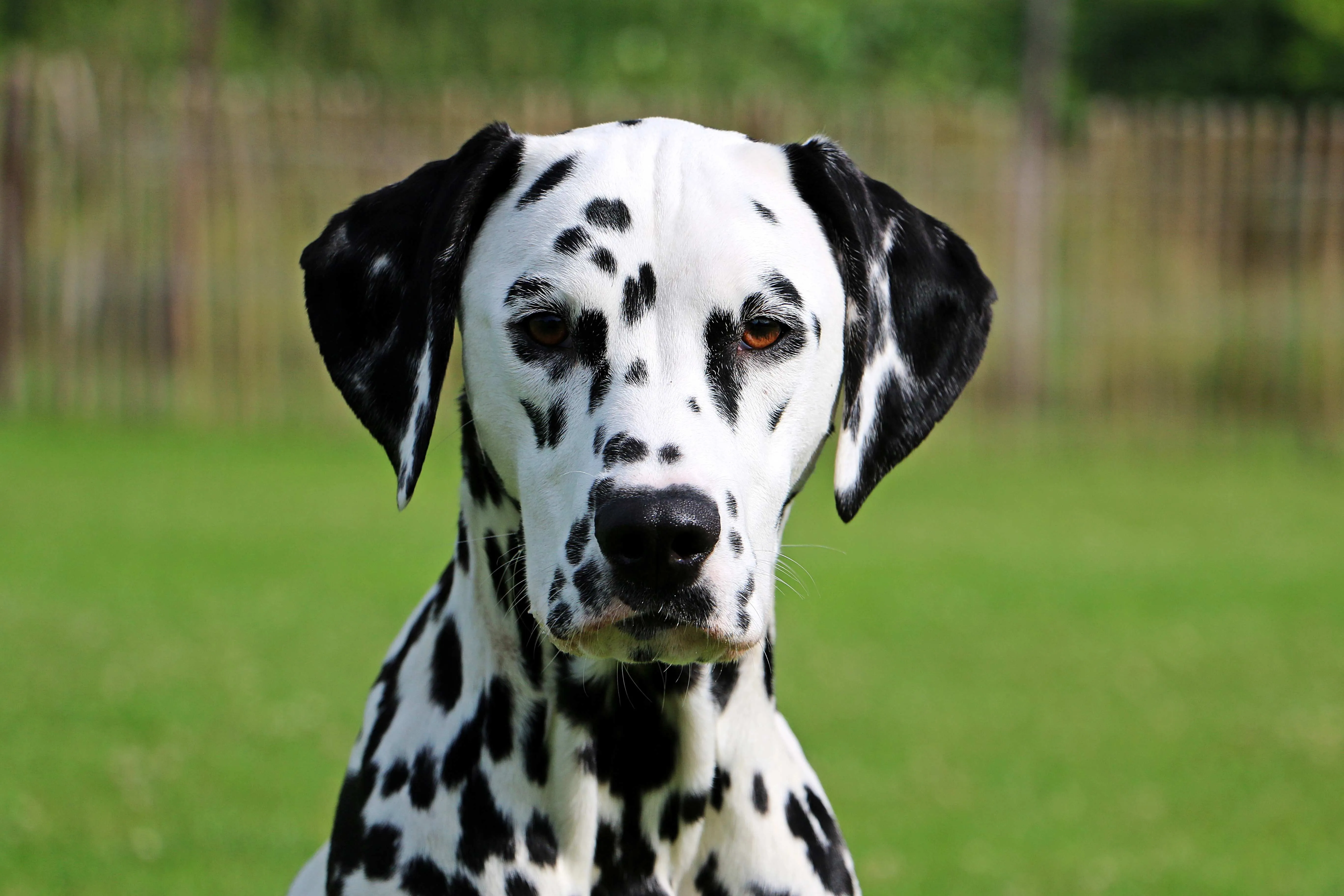 closeup of a Dalmatians face featuring its black spots on white fur and green backdrop