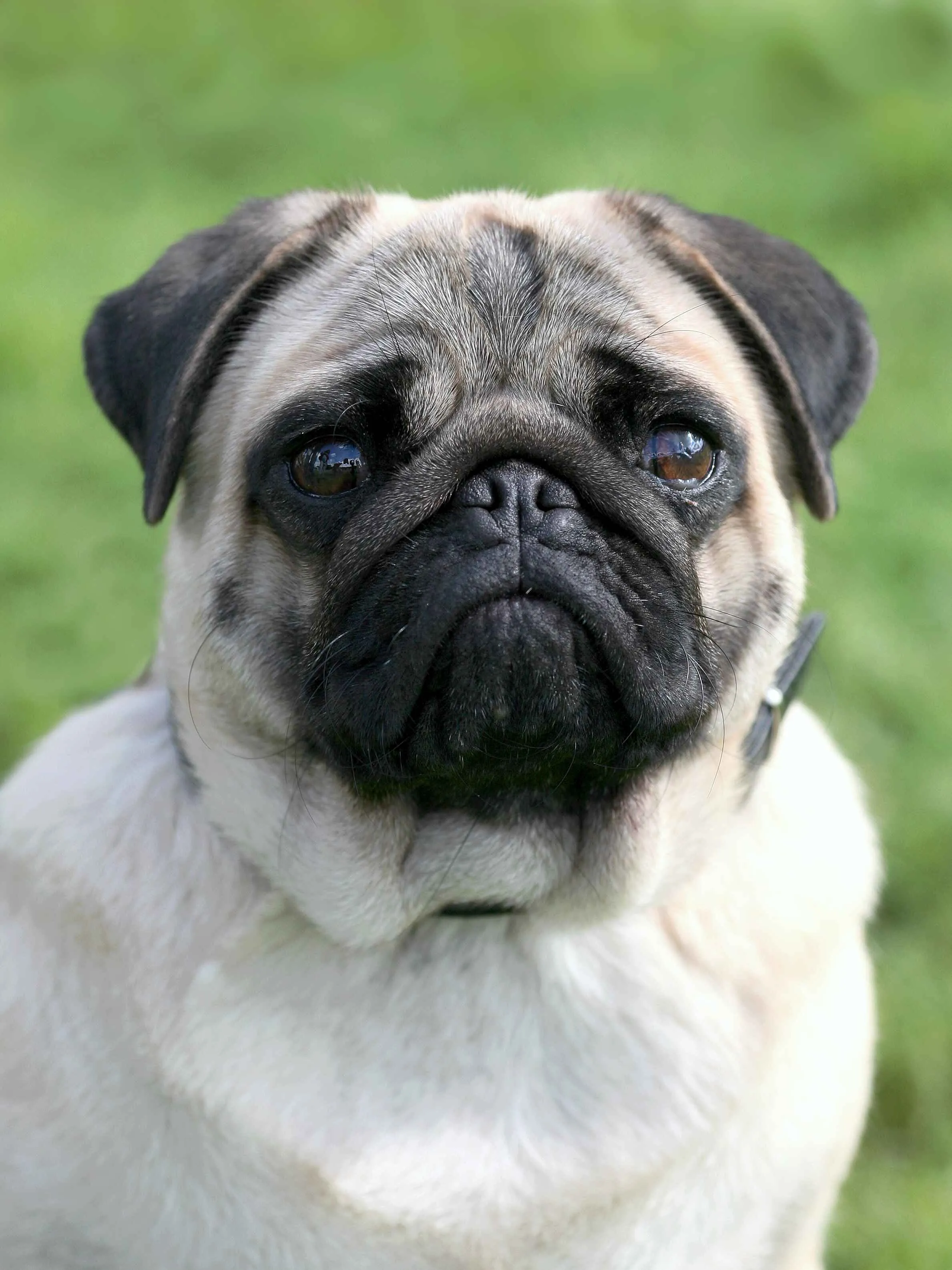 Pug dog headshot looking forward with a green background