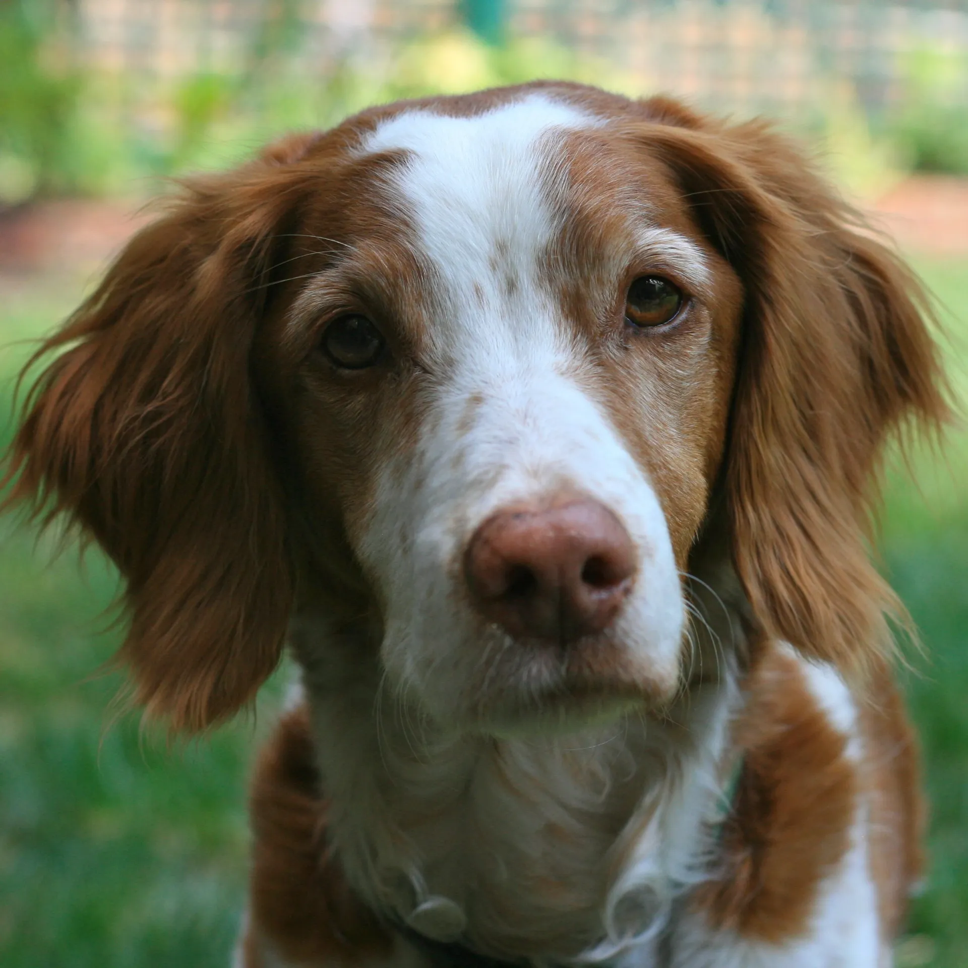 Brown white Brittany dog headshot looking forward at the camera