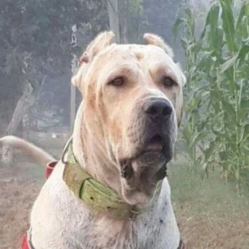 Light colored Bully Kutta dog with cropped ears and collar looks forward