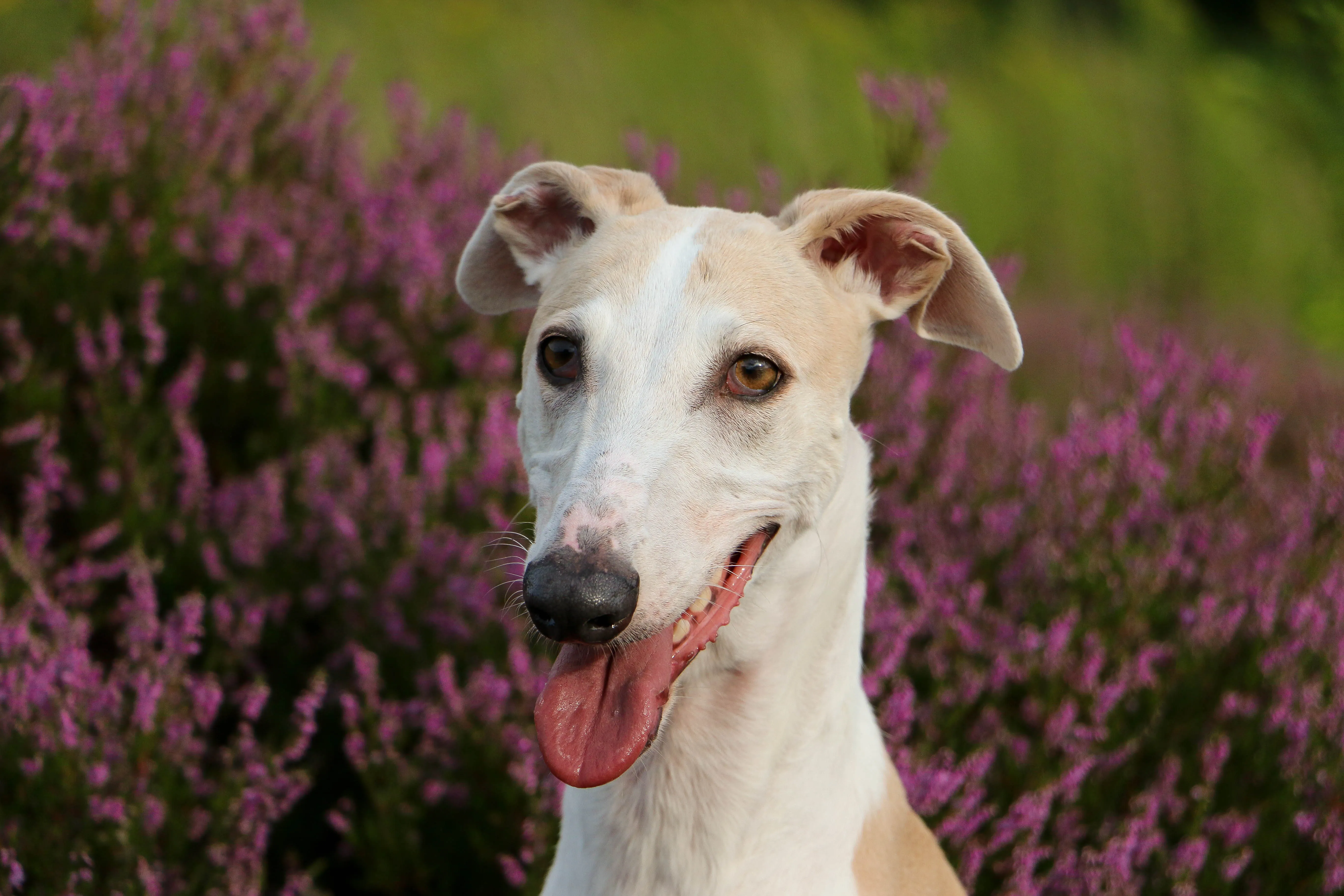 Cream white Greyhound dog headshot looking forward with tongue out