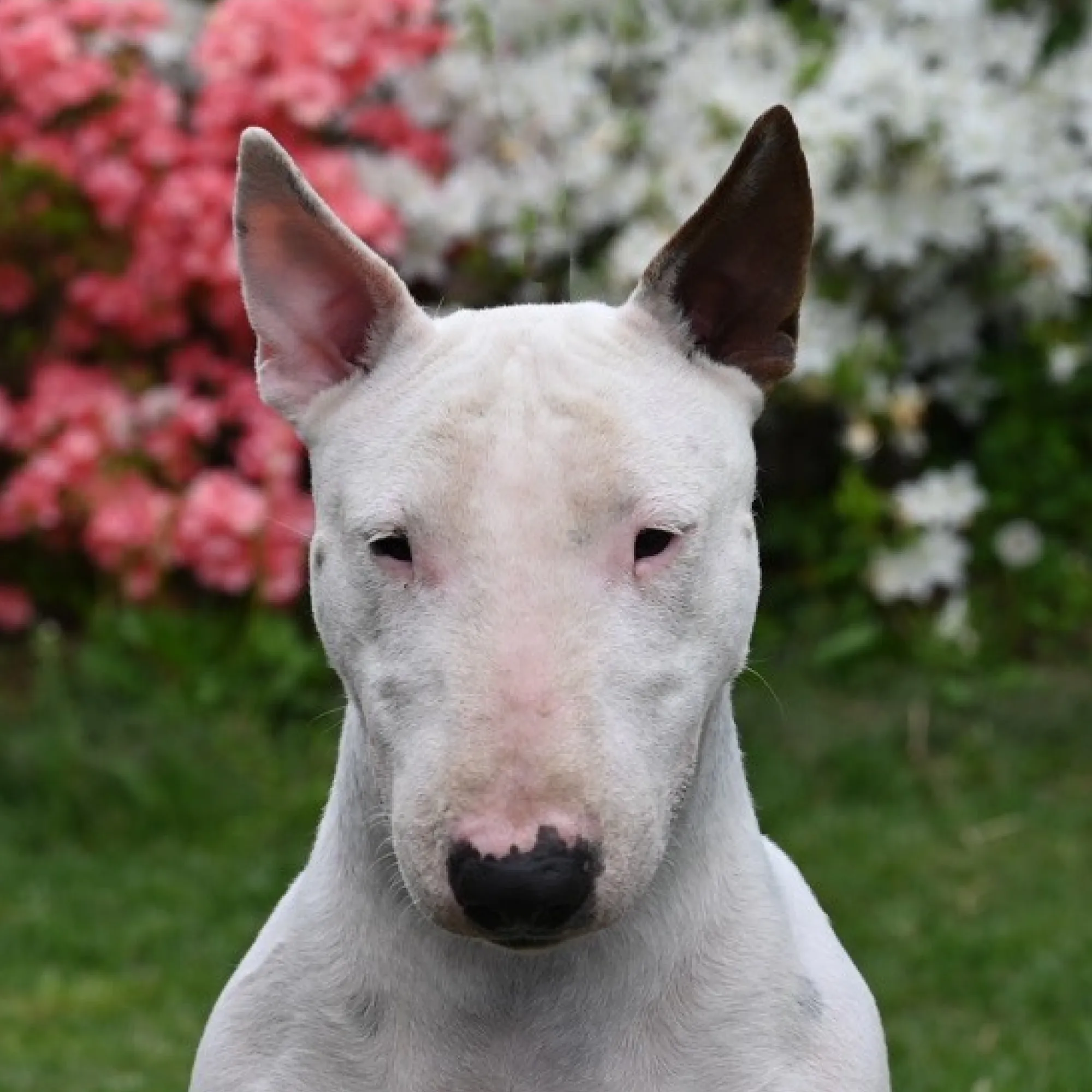 White Bull Terrier dog face close up with flowers blurred in background