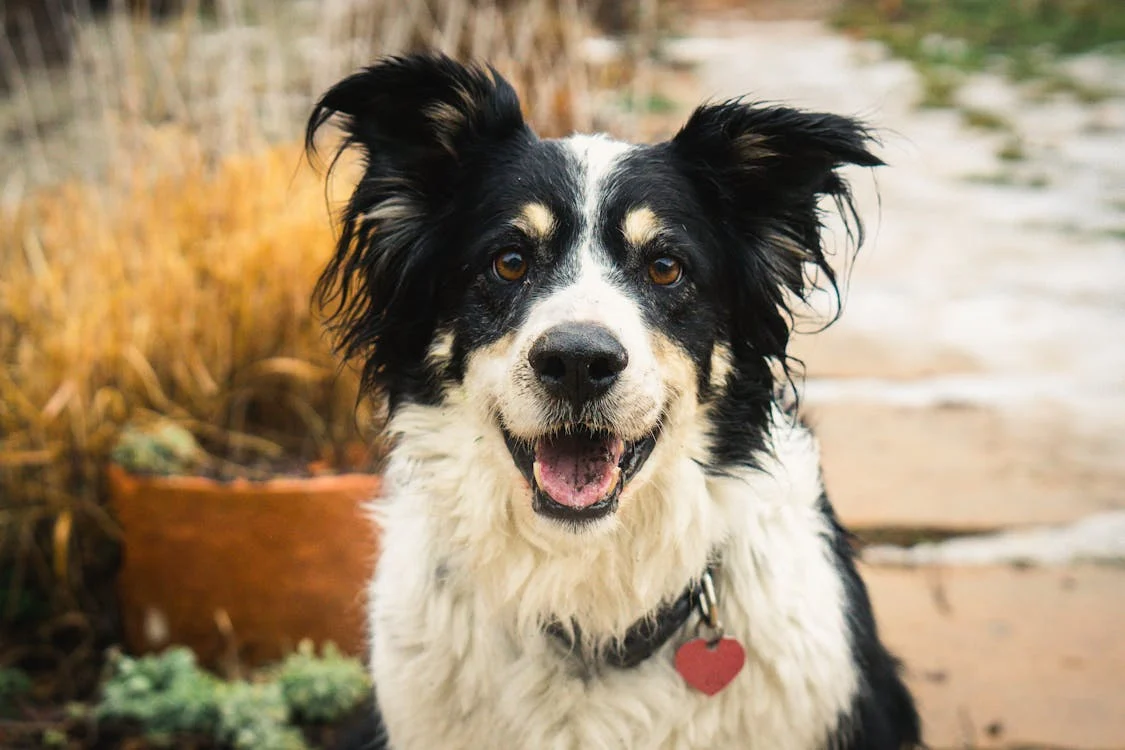 Black white Border Collie dog headshot smiling plants in the background