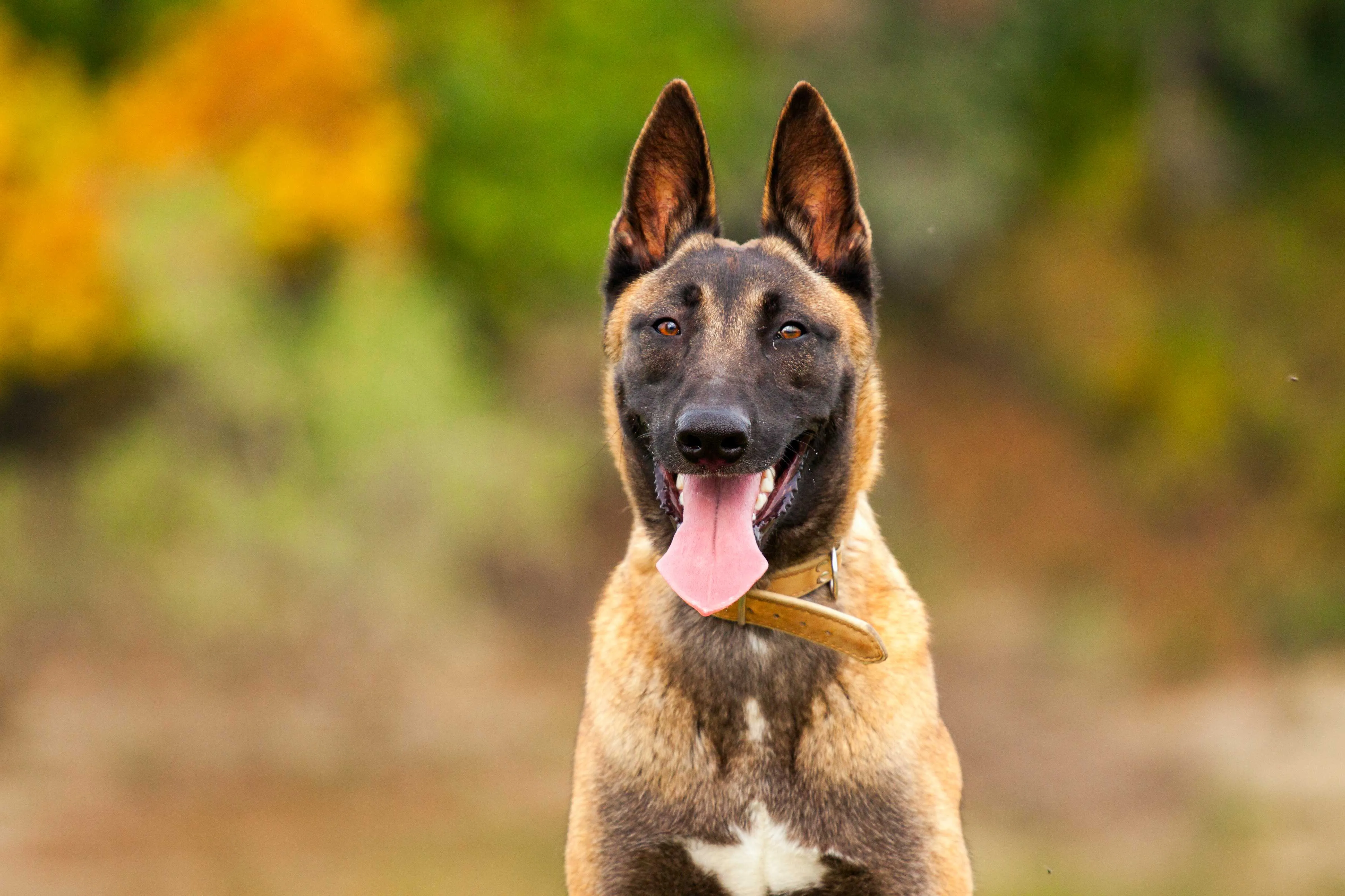 Brown and black Belgian Shepherd dog headshot looking forward with its tongue out and pointed ears