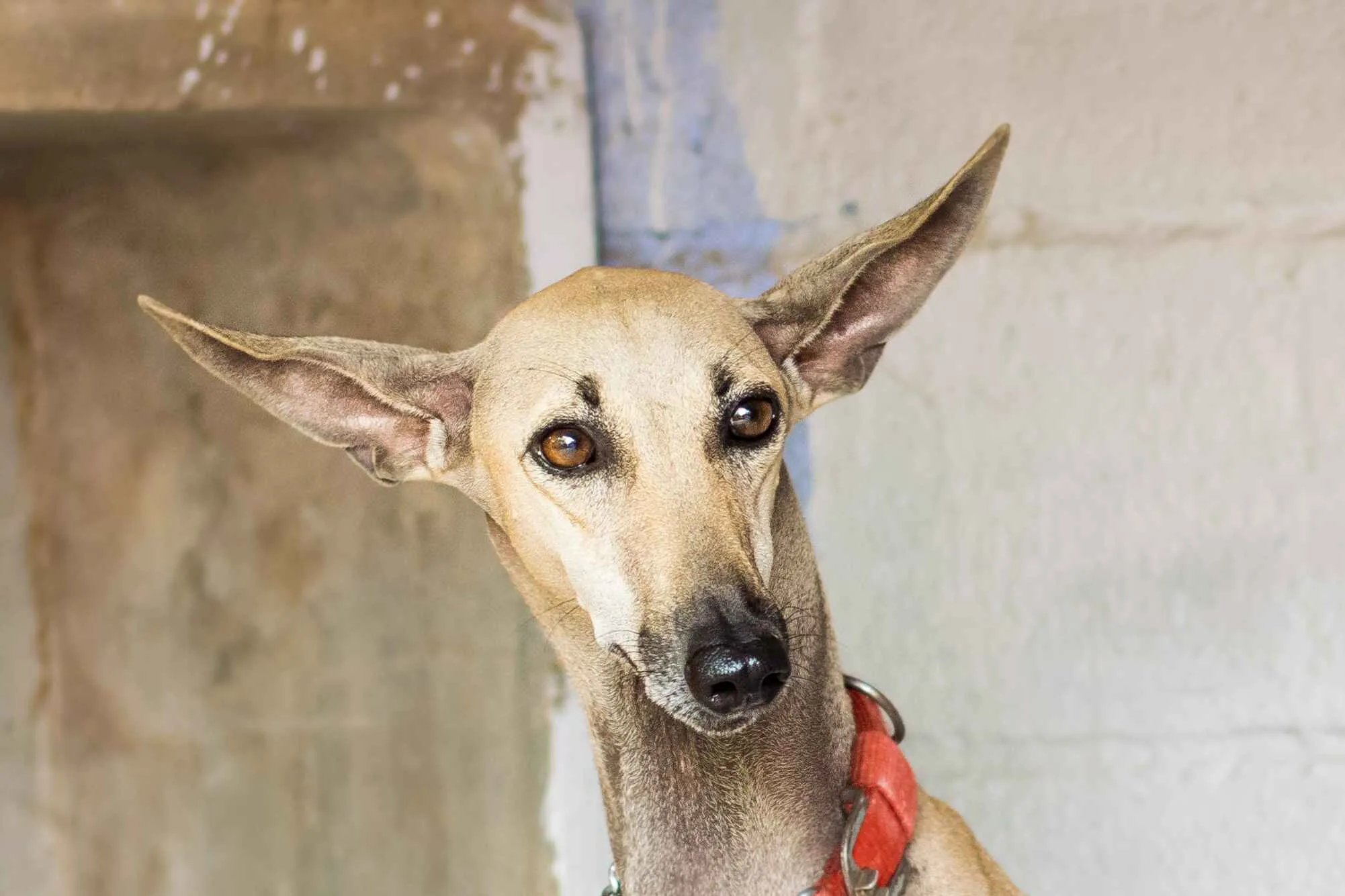 A close up of a tan Chippiparai dogs head with large pointed ears and expressive brown eyes