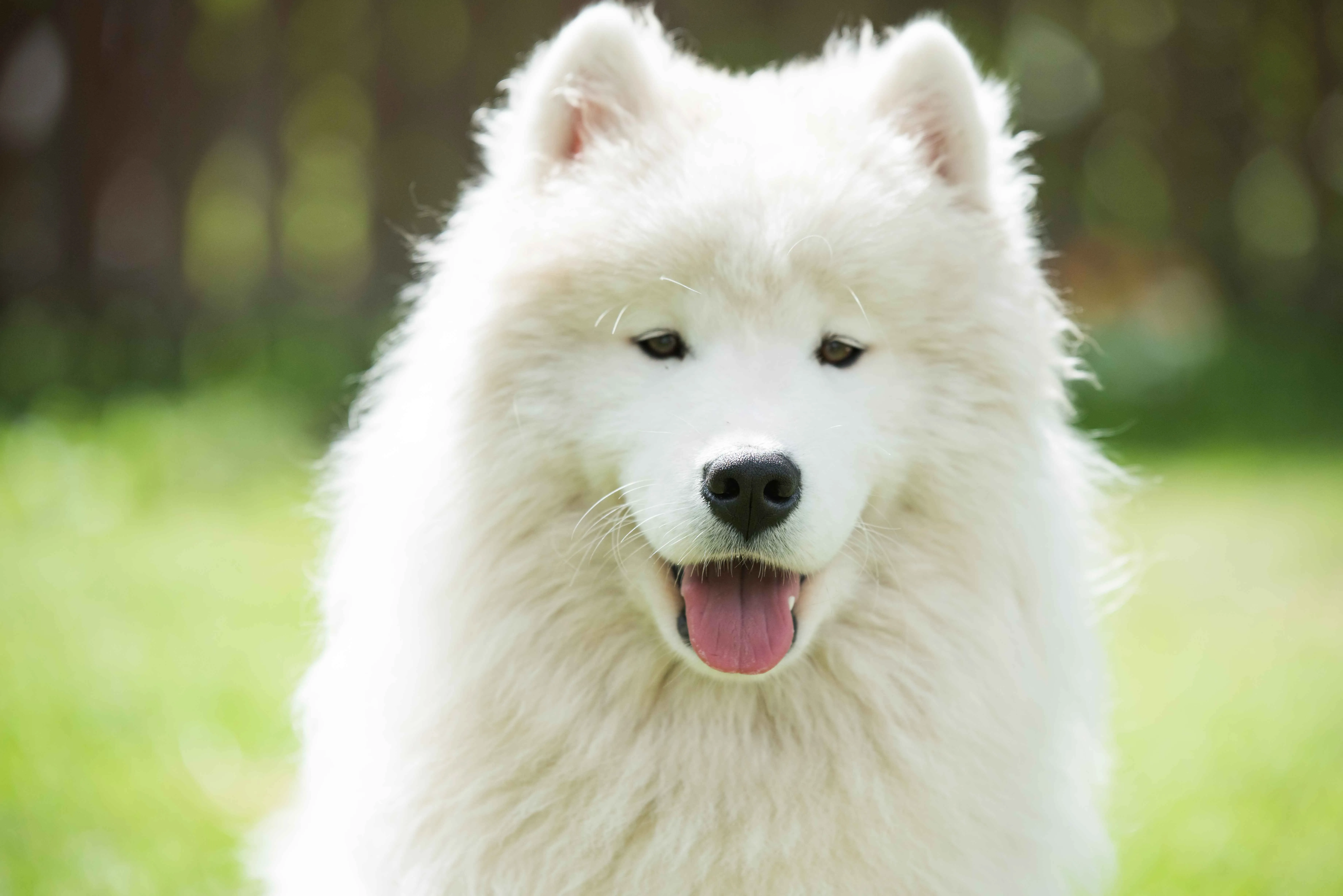 Fluffy white Samoyed dog with its tongue out sits outdoors on grass