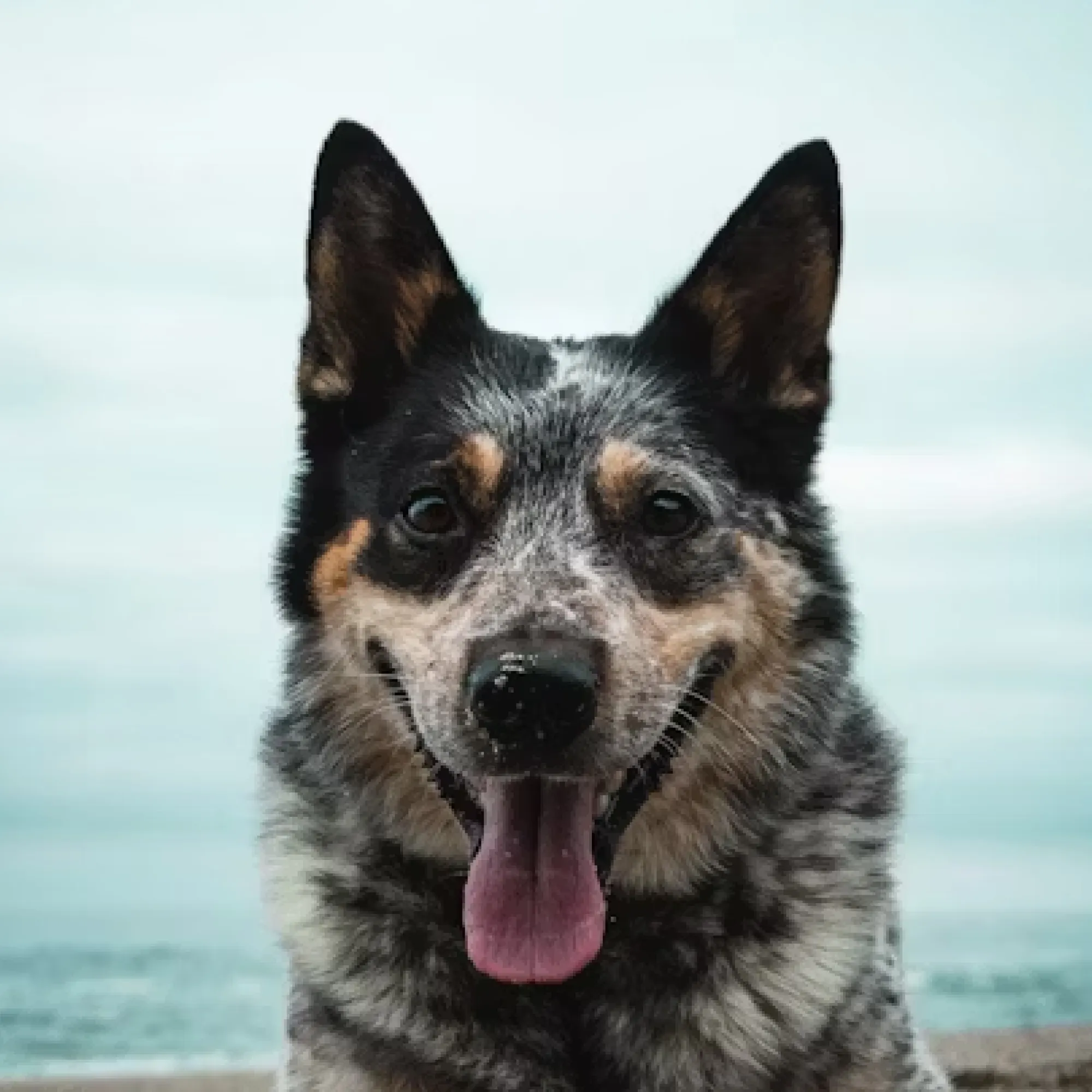 Australian Cattle Dog
