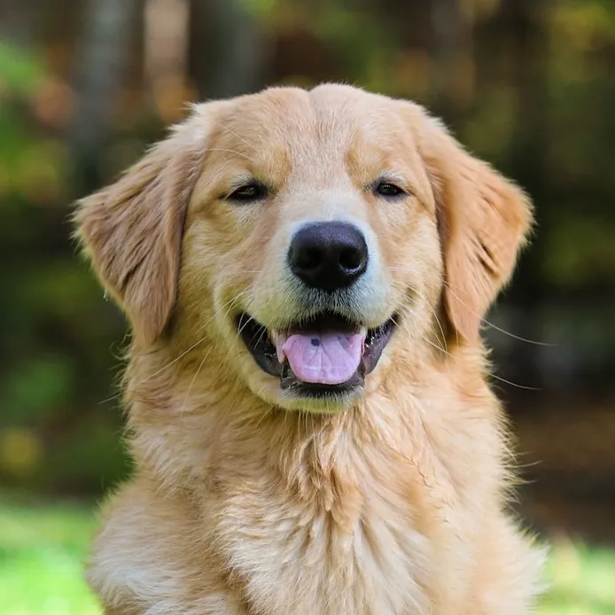 Golden Retriever dog headshot looking forward with mouth open and trees in the background