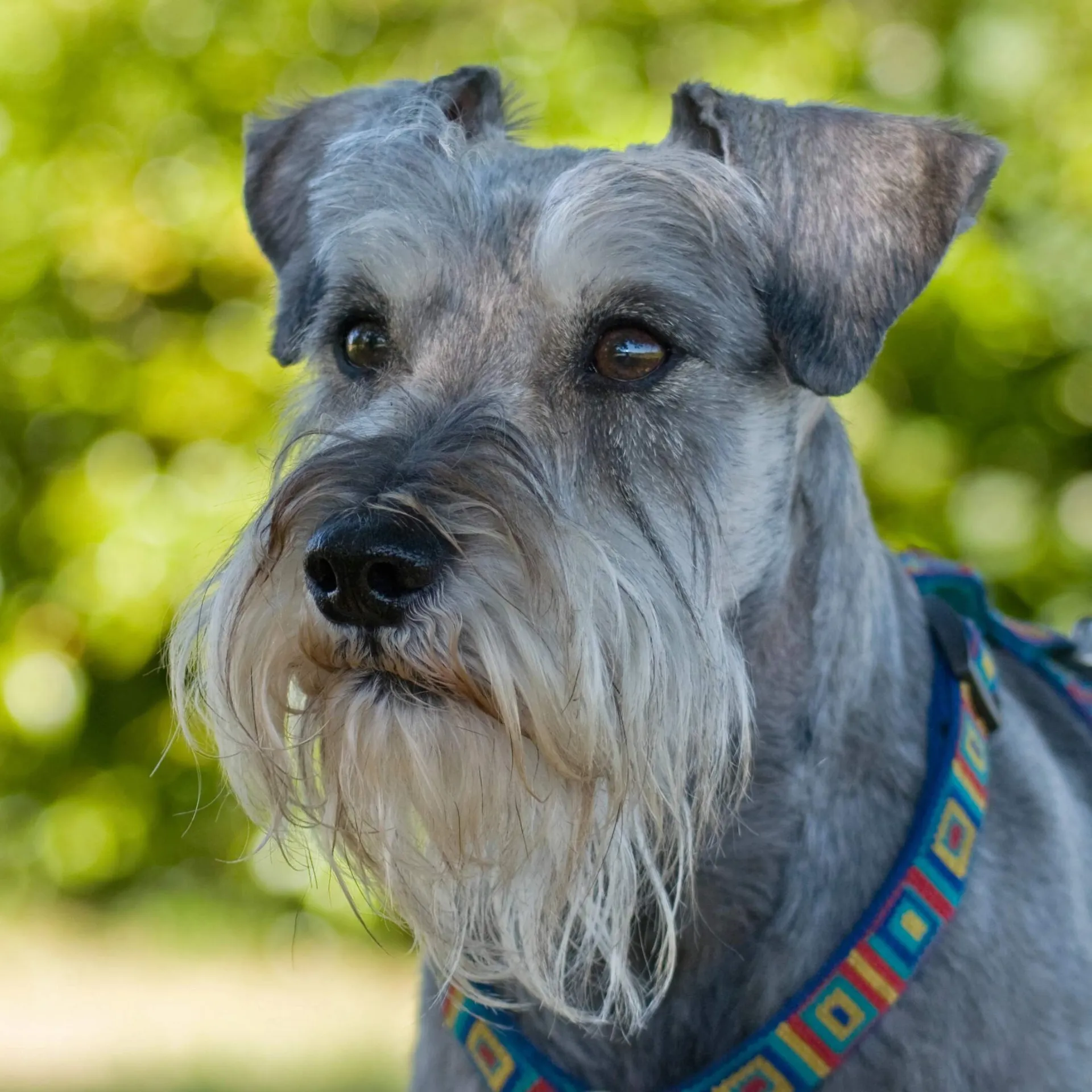 Close up of a gray Miniature Schnauzer with a white beard and colorful collar