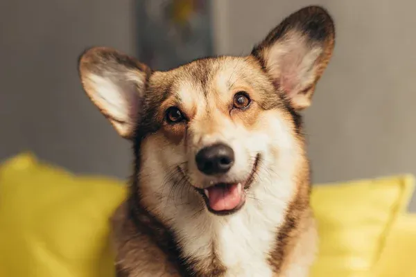 Tan and white Welsh Corgi with erect ears smiling on a yellow pillow