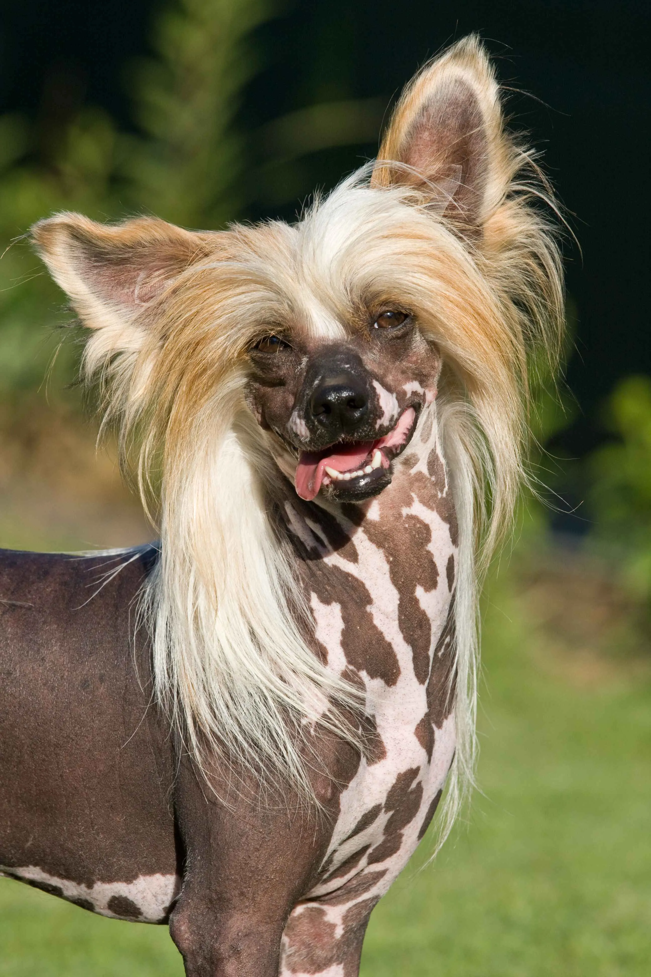 Hairless dog with long blonde hair on its head and spotted skin