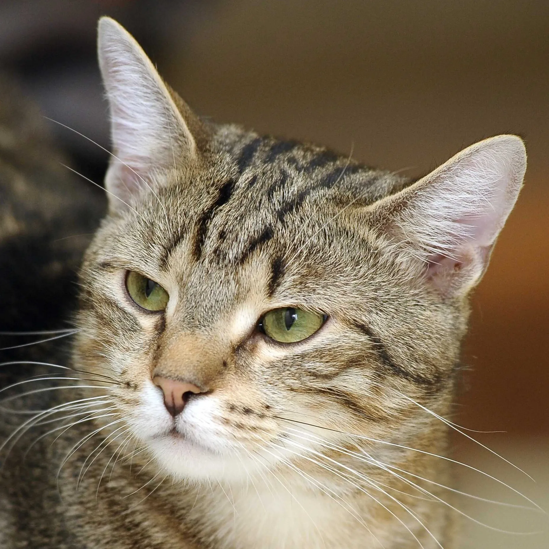 Close up of a brown tabby cat with striking green eyes looking slightly to the left