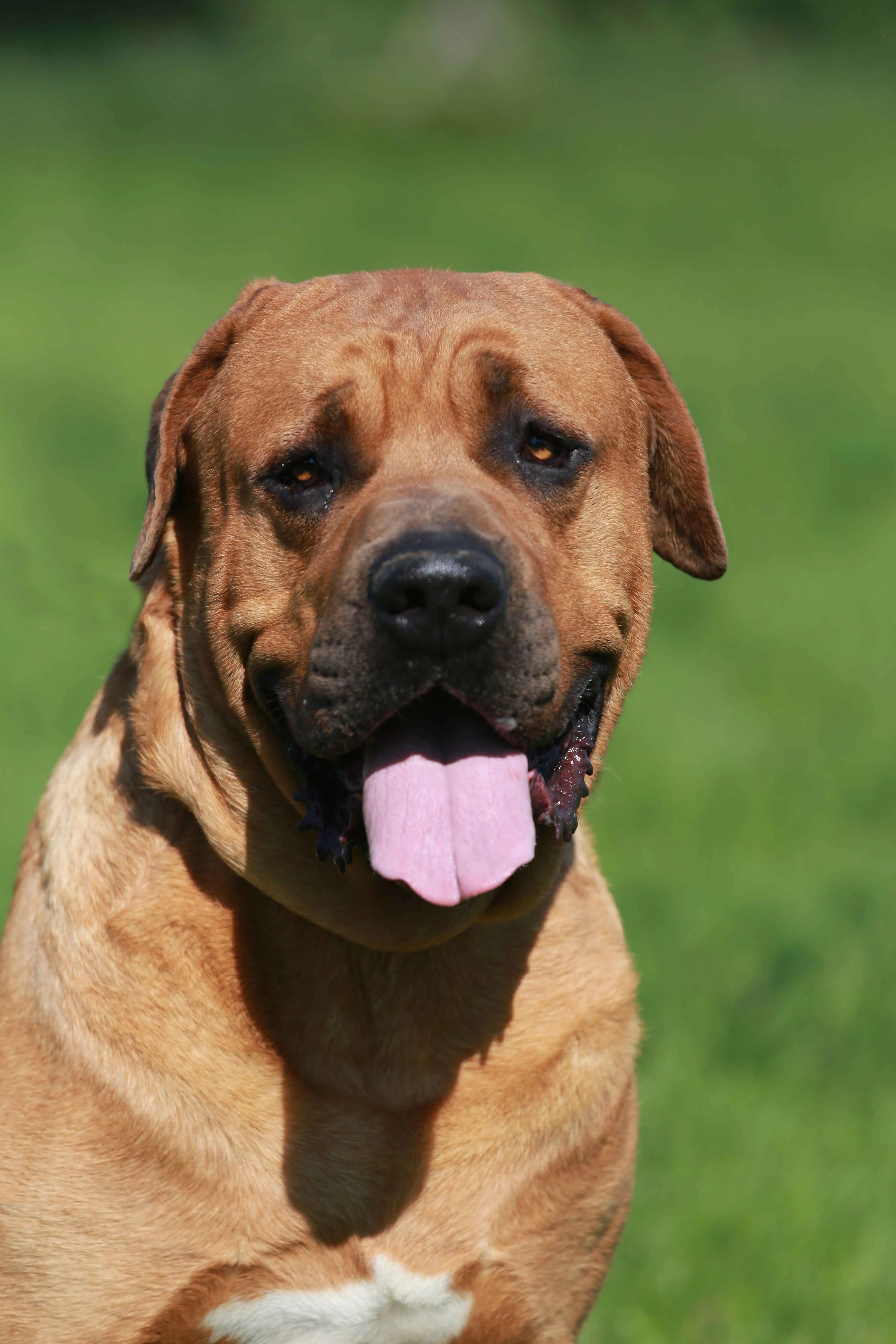 Close up of a tan Tosa Inu dog with its tongue out against a green background