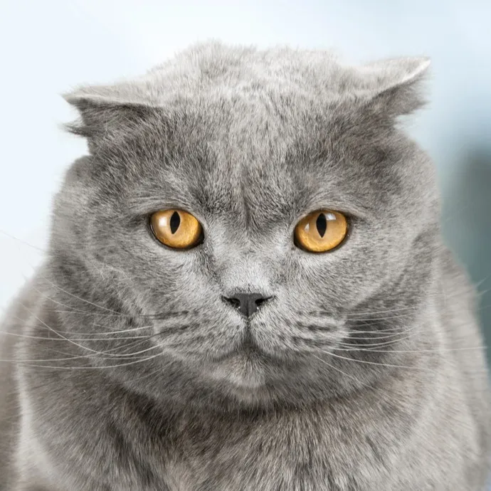 Close up of a gray British Shorthair cat with folded ears and intense golden eyes staring forward
