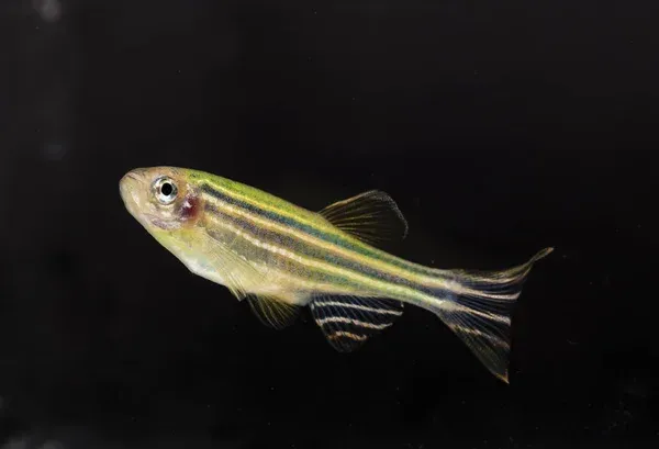 Zebra Danio