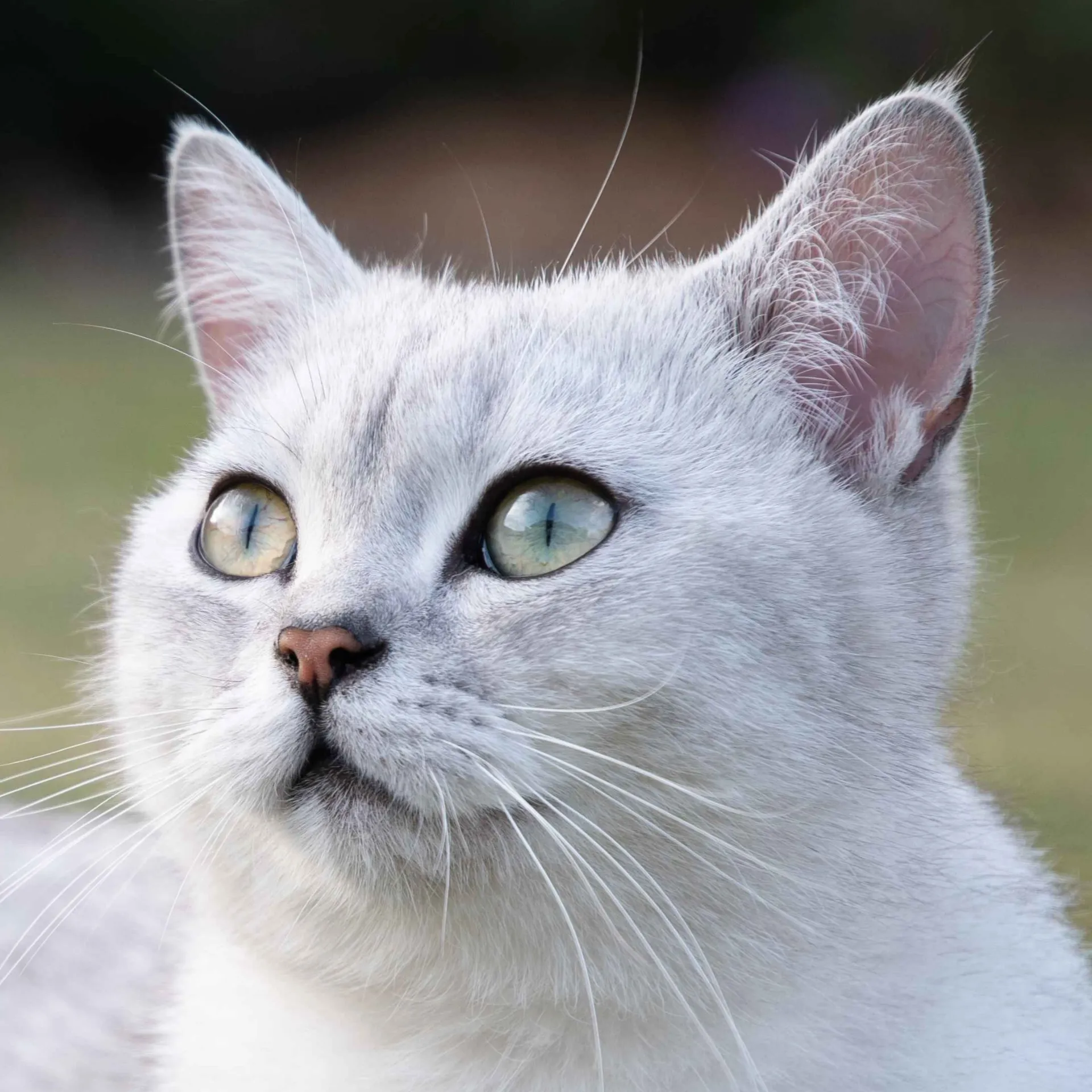 Close up of a silver Burmilla cat with striking green eyes looking upwards