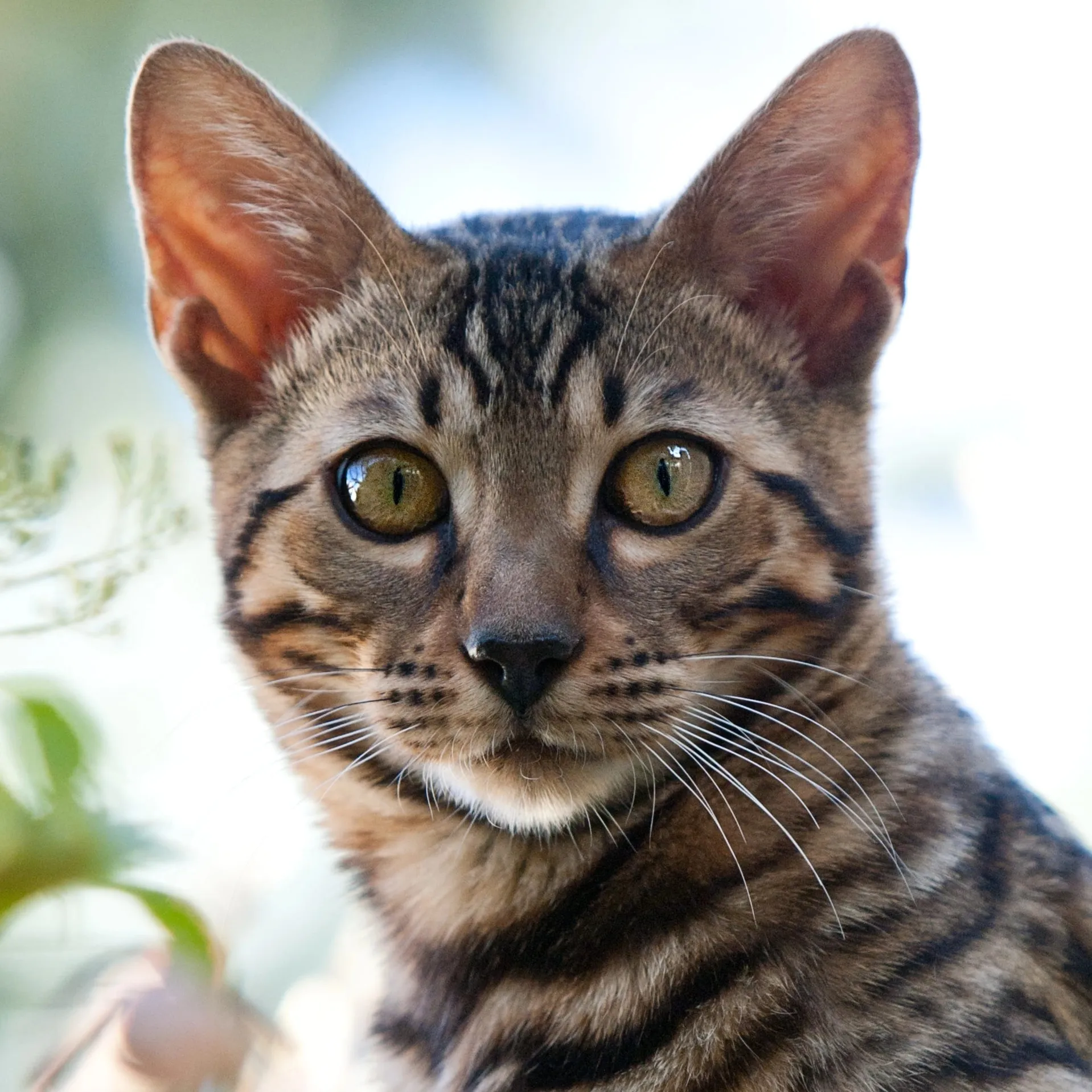 Close up of a brown and black tabby cat face with large ears and bright yellow green eyes