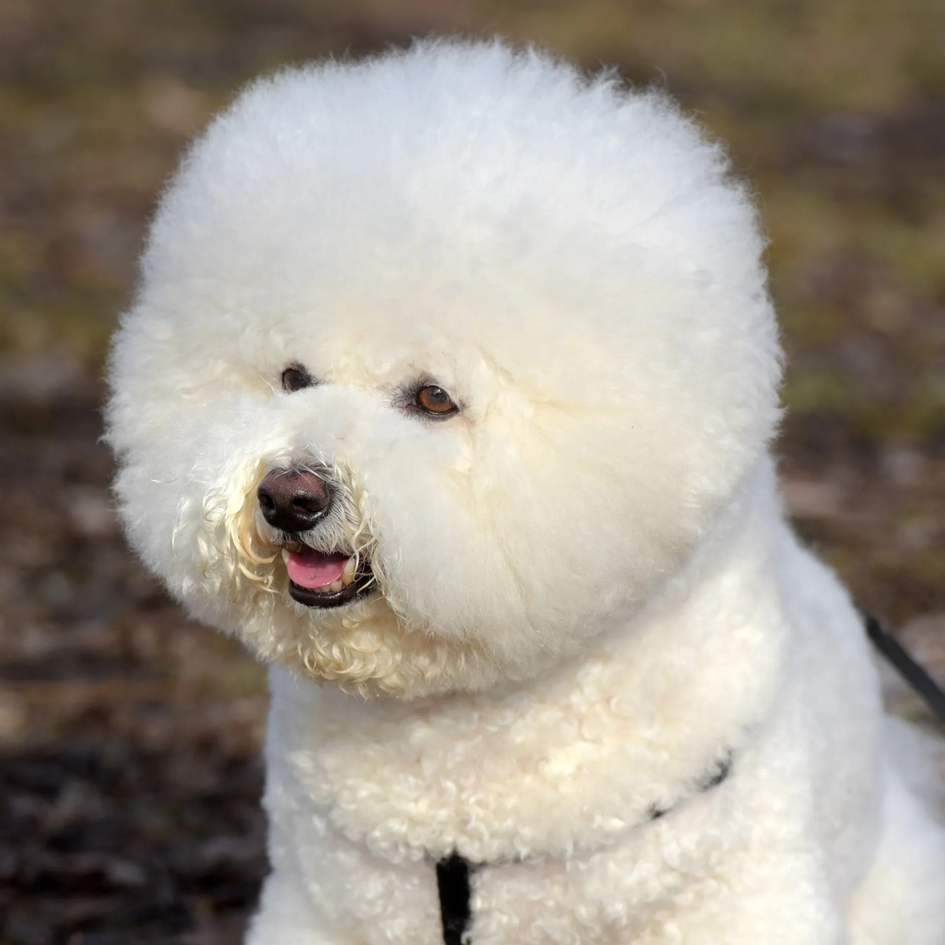 White Bichon Frise dog headshot looking forward with a black harness visible and mouth slightly open