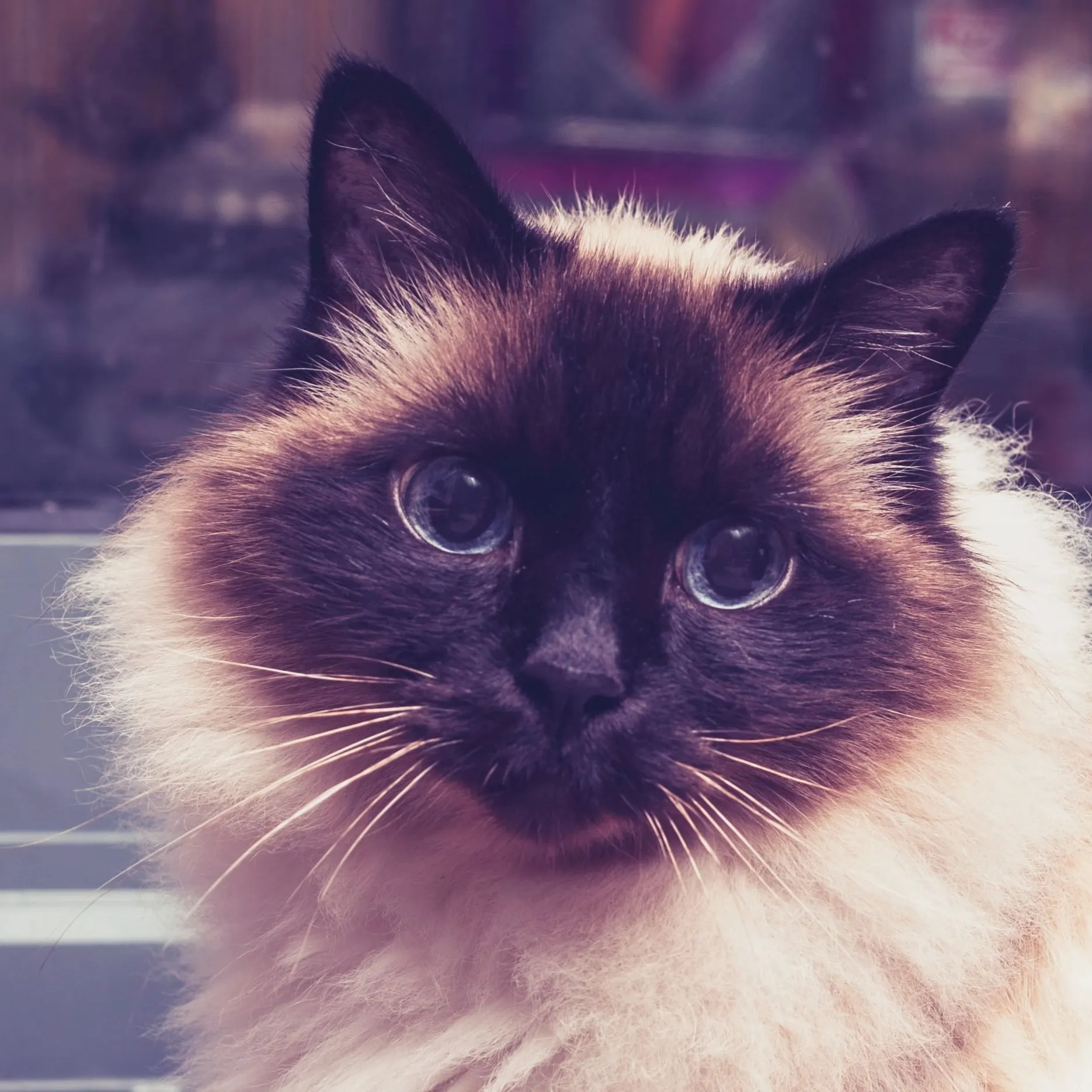 Blue eyed Birman cat face closeup dark markings looking forward Birman Cat