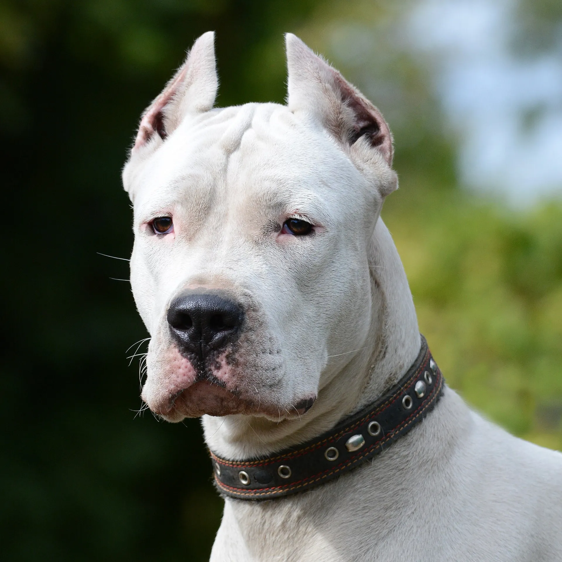 Close up of a white dog with cropped ears and a studded collar